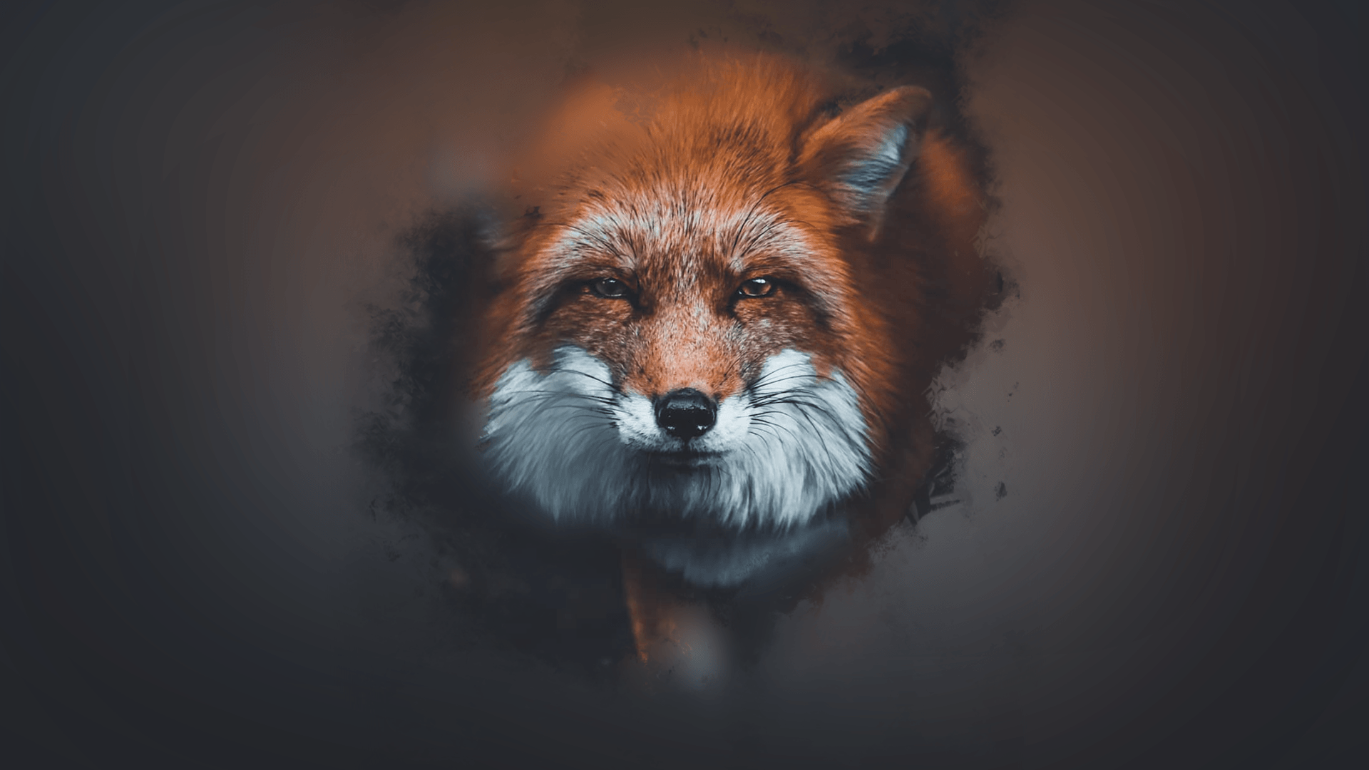 Fox Background 4K Wallpaper iPhone HD Phone #190i