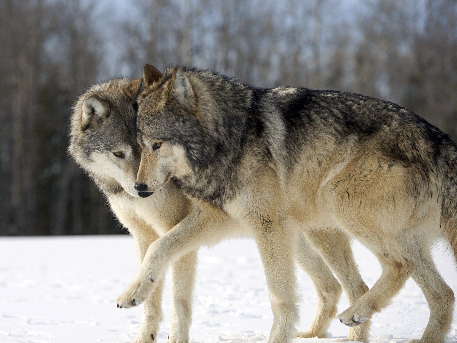 Омега самец волк