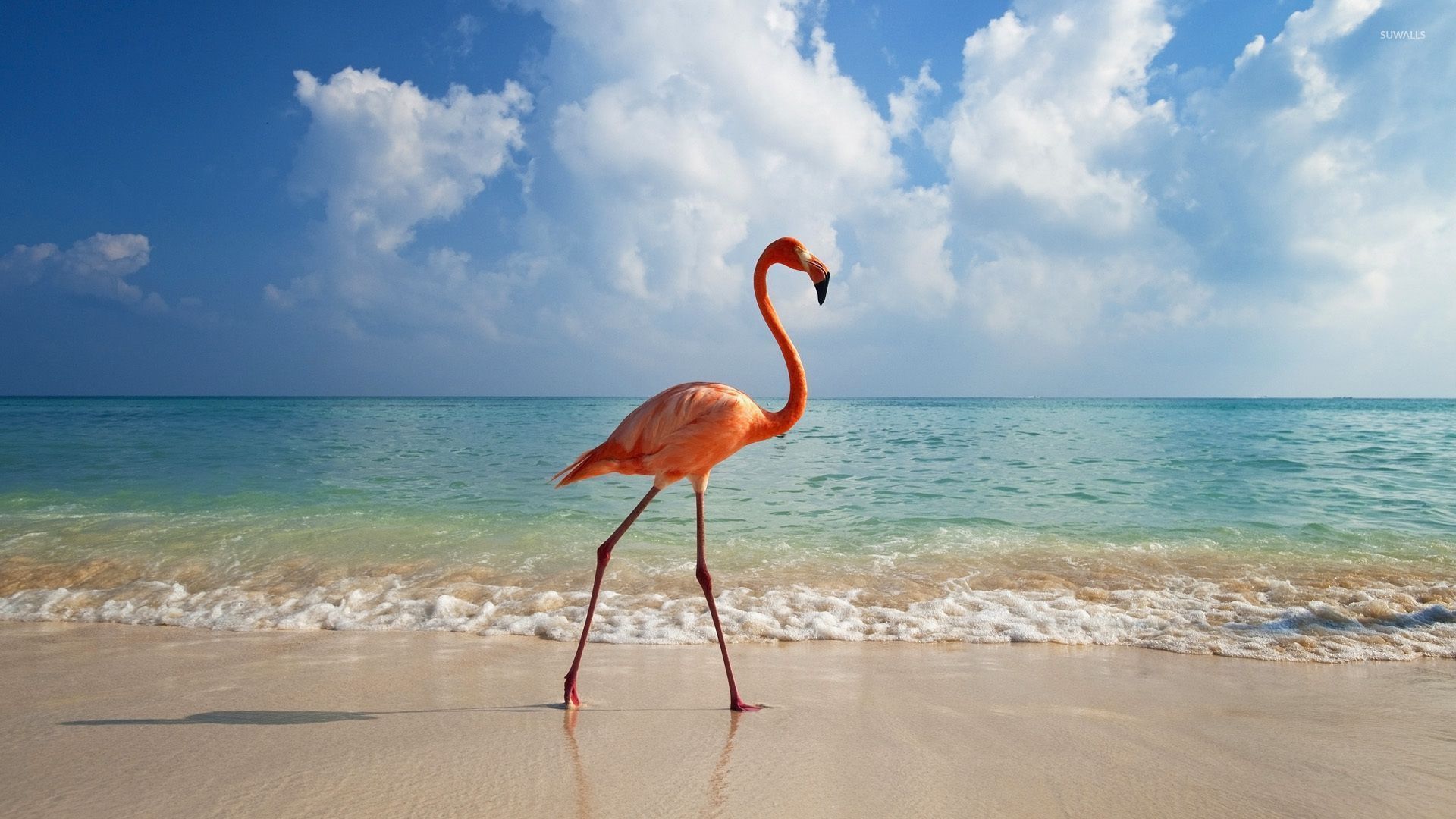 1920x1080 beach wallpaper - Animal wallpapers ... Wallpaper