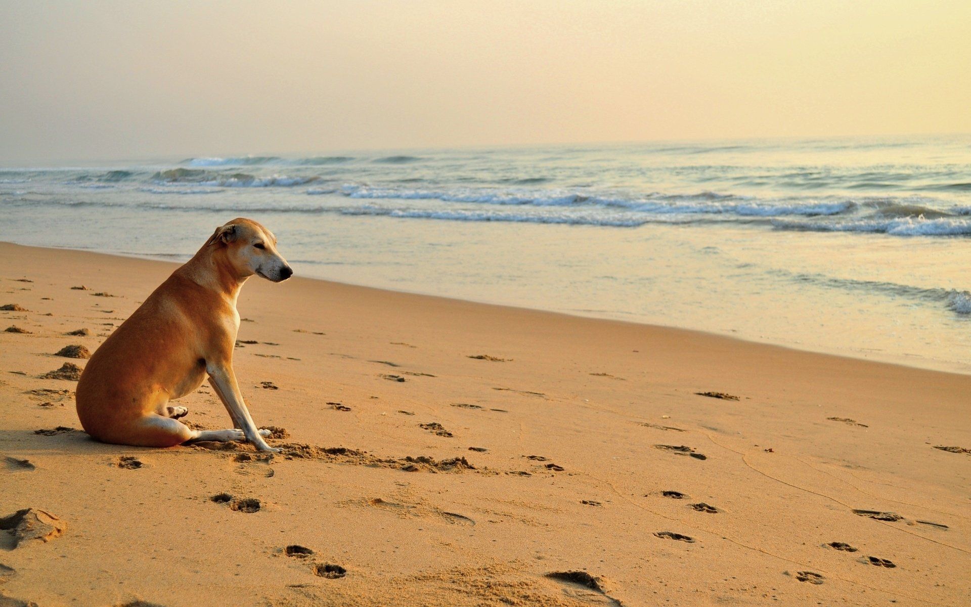 1920x1200 Ocean Beach Animal Dog HD Wallpaper Wallpaper