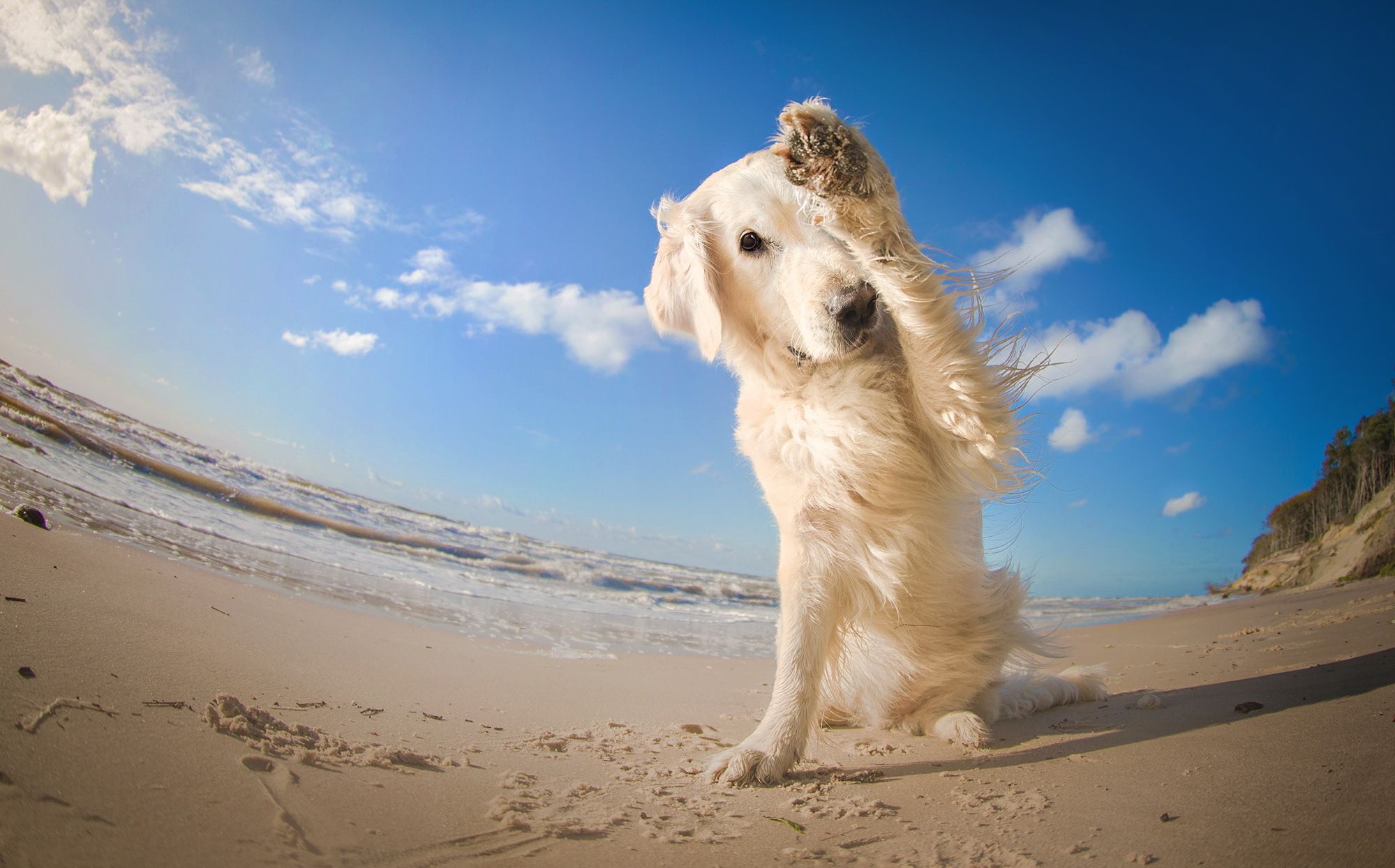 1999x1245 Fisheye Sand Sky Beach Animal Dog ... Wallpaper