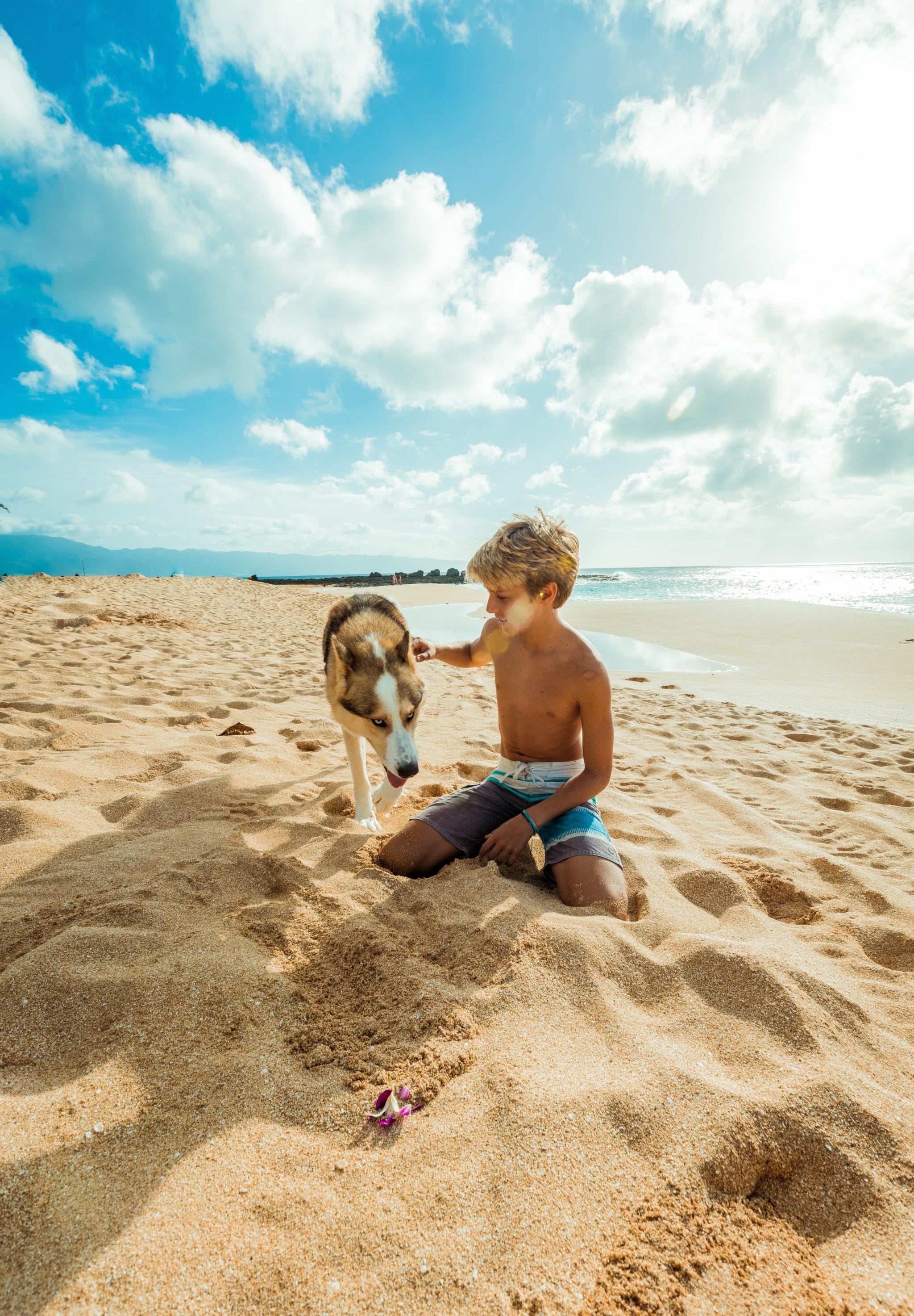 2048x2946 4k Wallpaper Animal Beach 1143005 ... Wallpaper