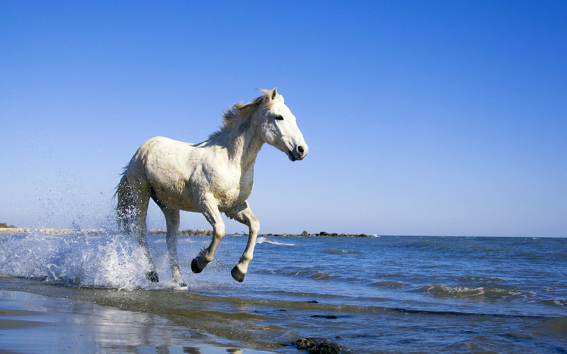 1920x1200 Beach Water Ocean Animal Horse HD Wallpaper Wallpaper