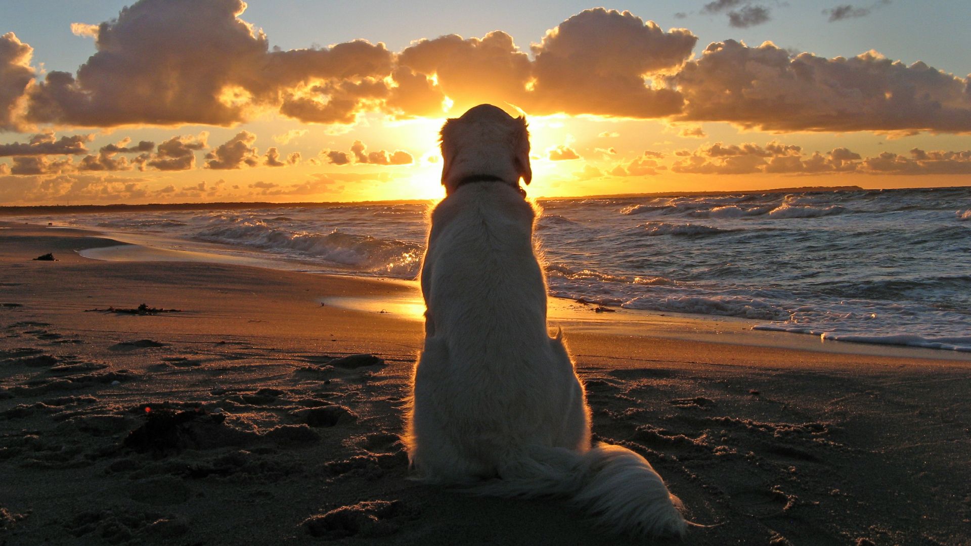 1920x1080 Dogs, Sunset, Beach, Dog, Animal ... Wallpaper