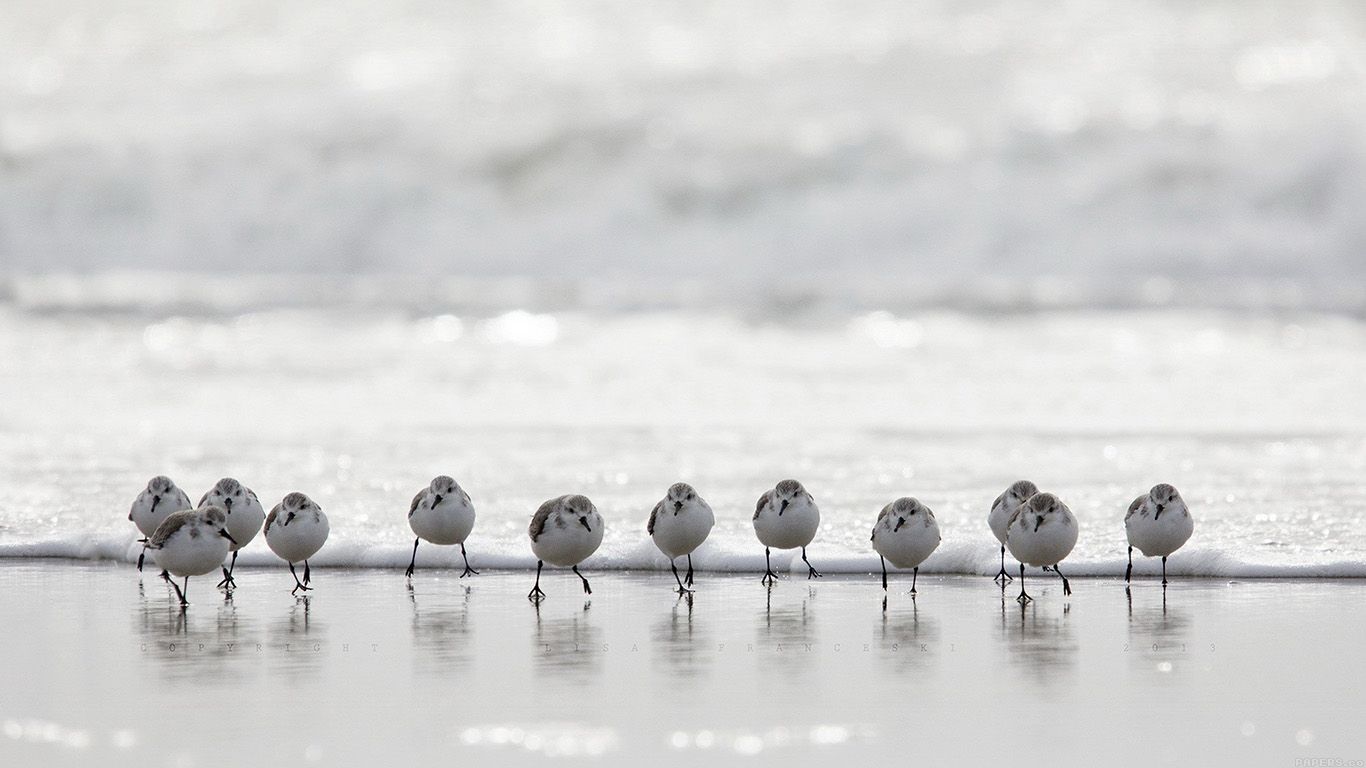 1366x768 mk59-birds-beach-wave-ocean-water-sea ... Wallpaper