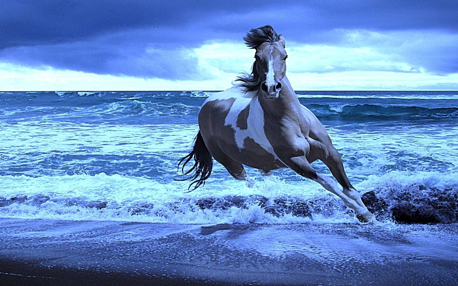 1920x1200 Download Animal Horse Ocean Sea Hd ... Wallpaper