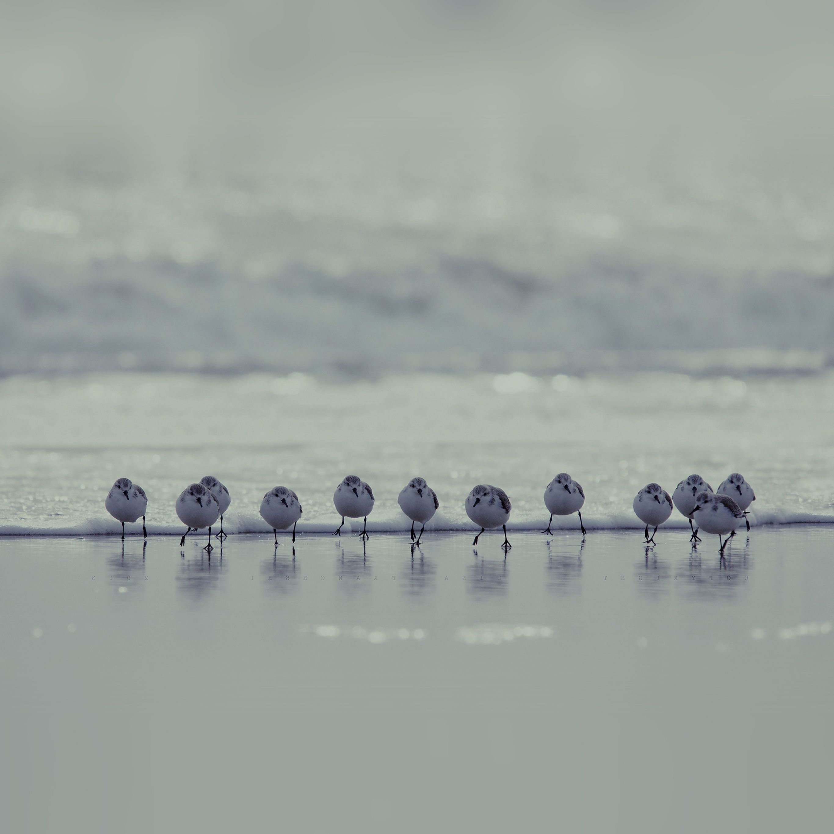 2732x2732 mk60-birds-beach-wave-ocean-blue-water ... Wallpaper