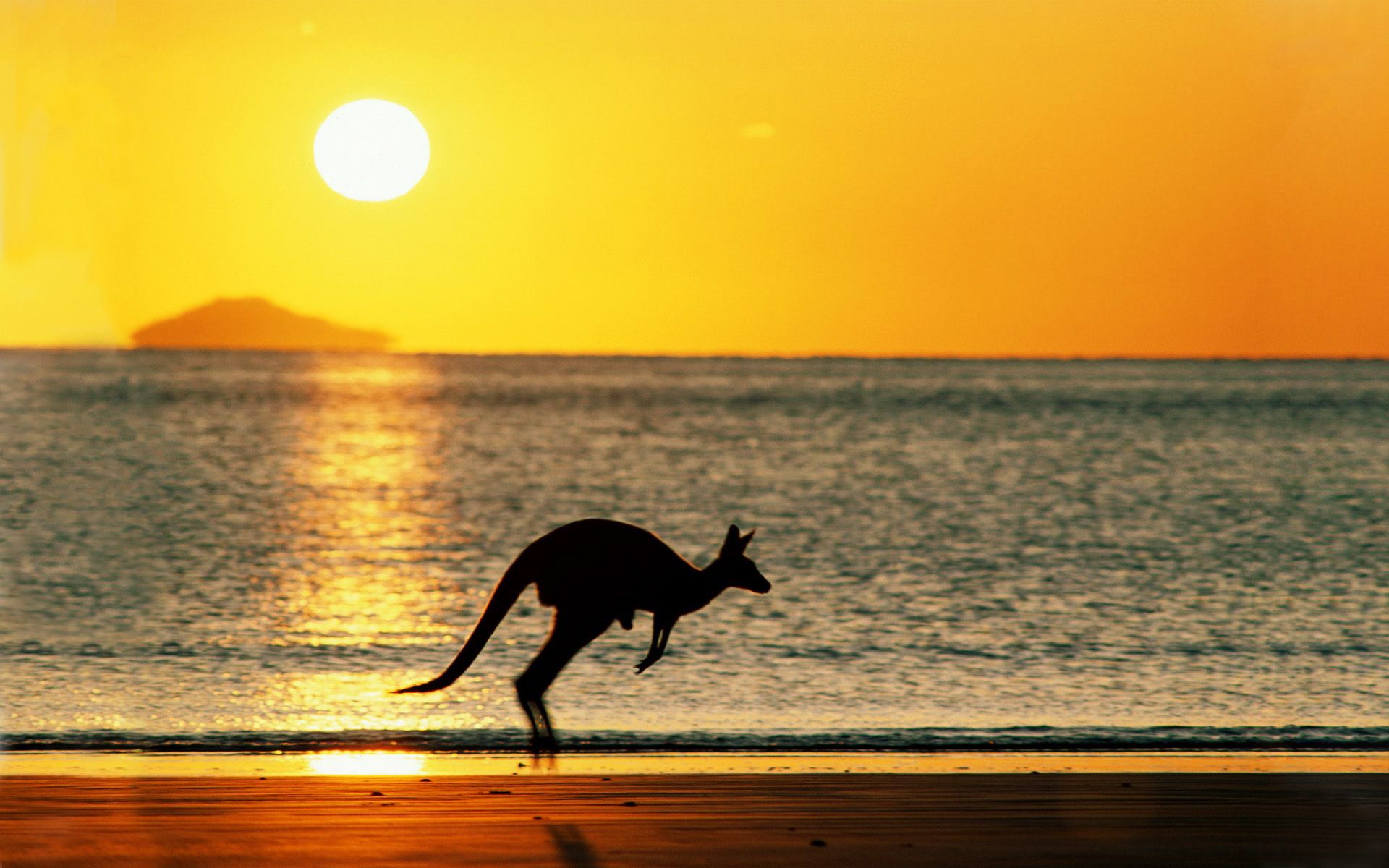 1920x1200 Animal Kangaroo HD Wallpaper Wallpaper