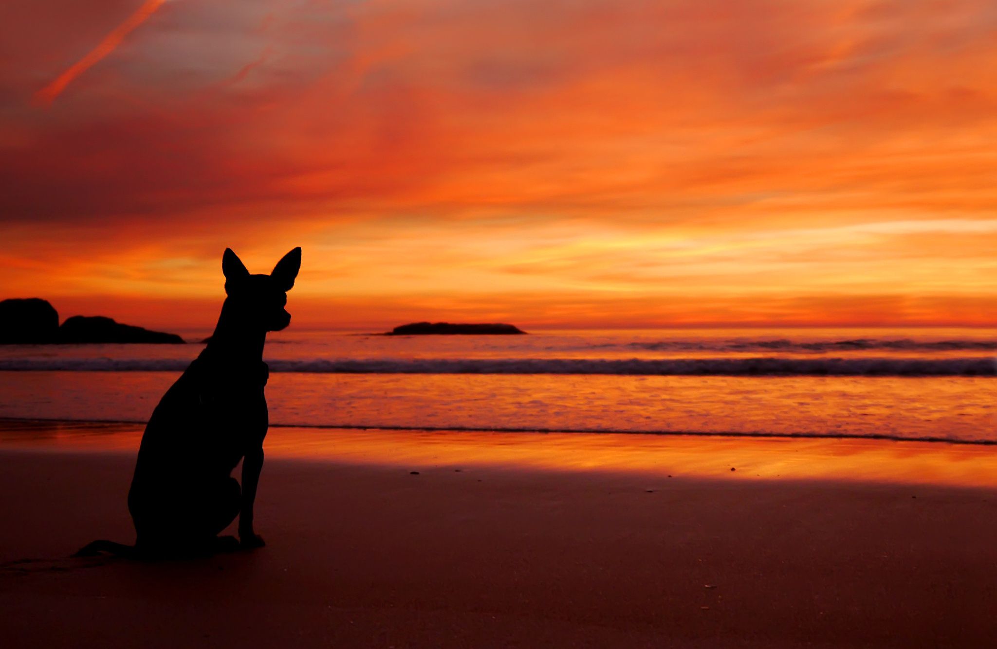 2048x1335 beach, sea, animals, sunset, dog ... Wallpaper