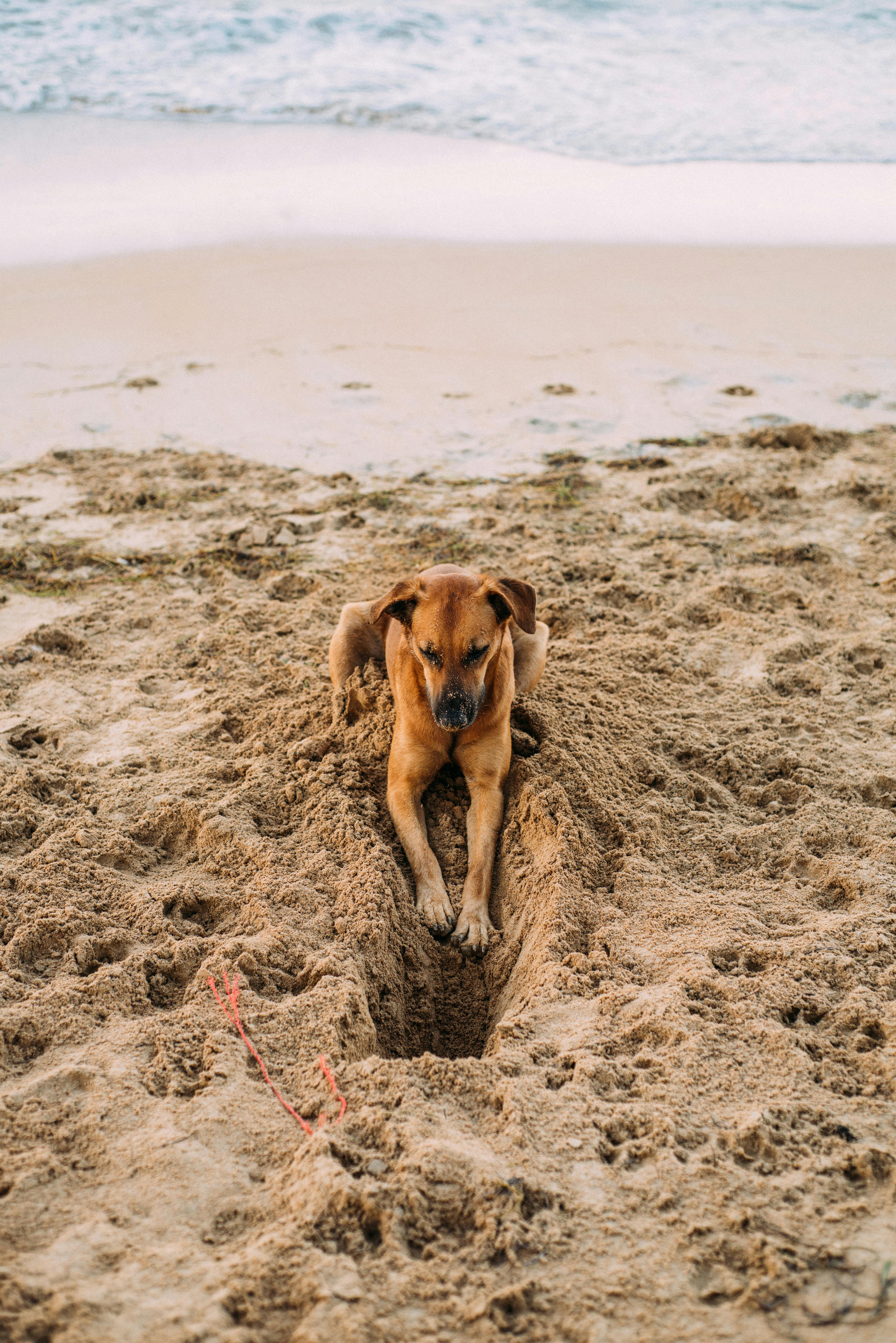 4912x7360 Dog Beach Photos, Download The BEST ... Wallpaper