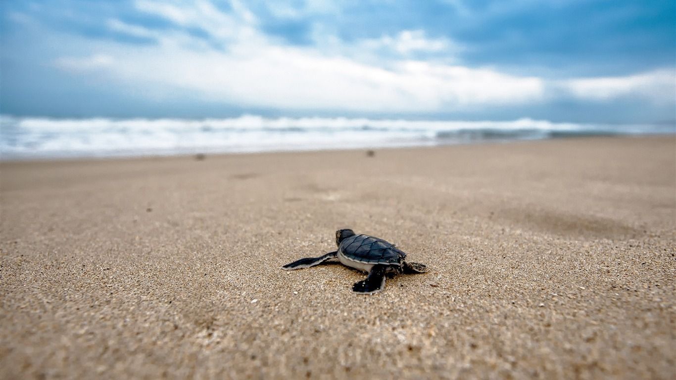 1366x768 Turtle beach Animal High Quality ... Wallpaper