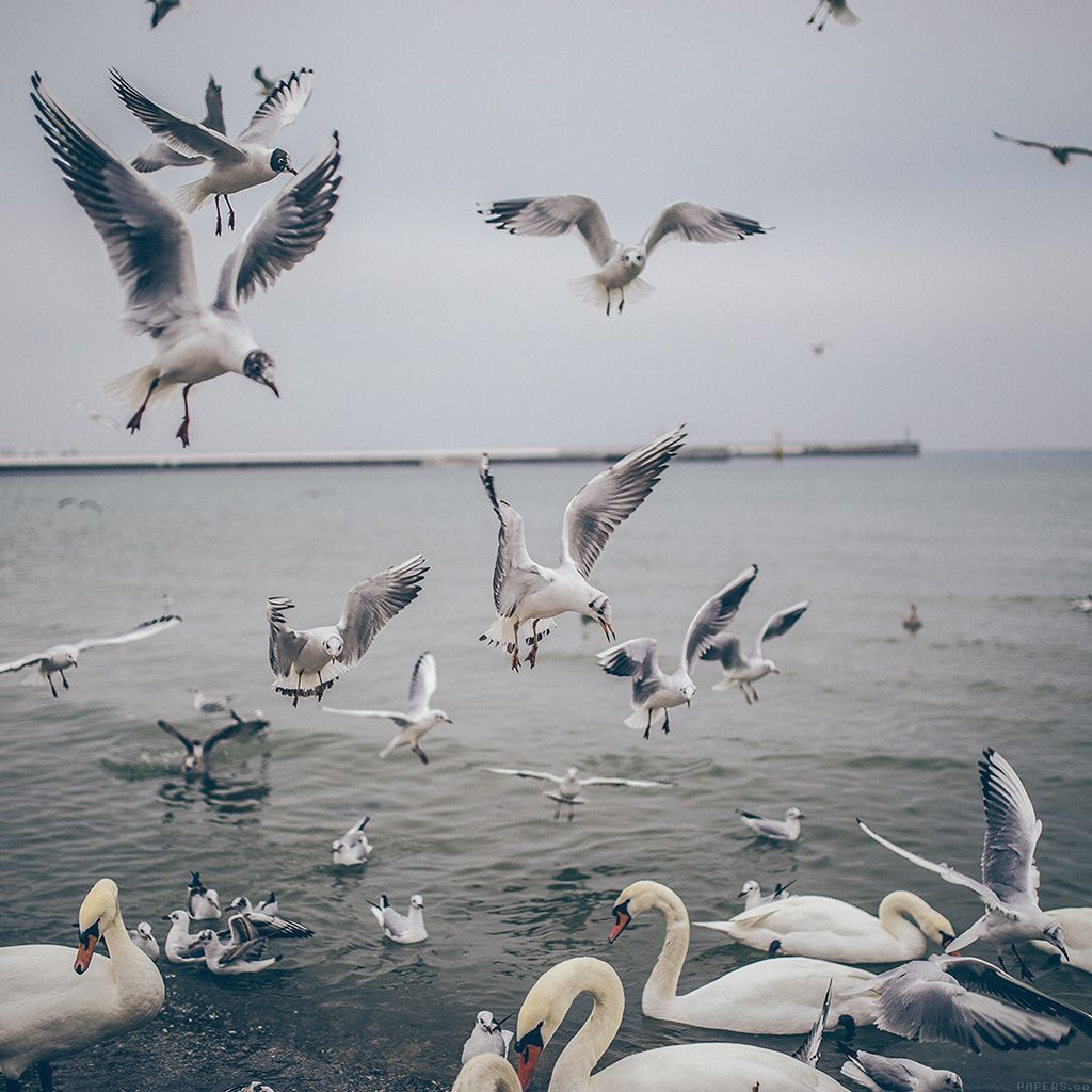 1024x1024 mp68-seagull-sea-beach-port-nature-animal Wallpaper