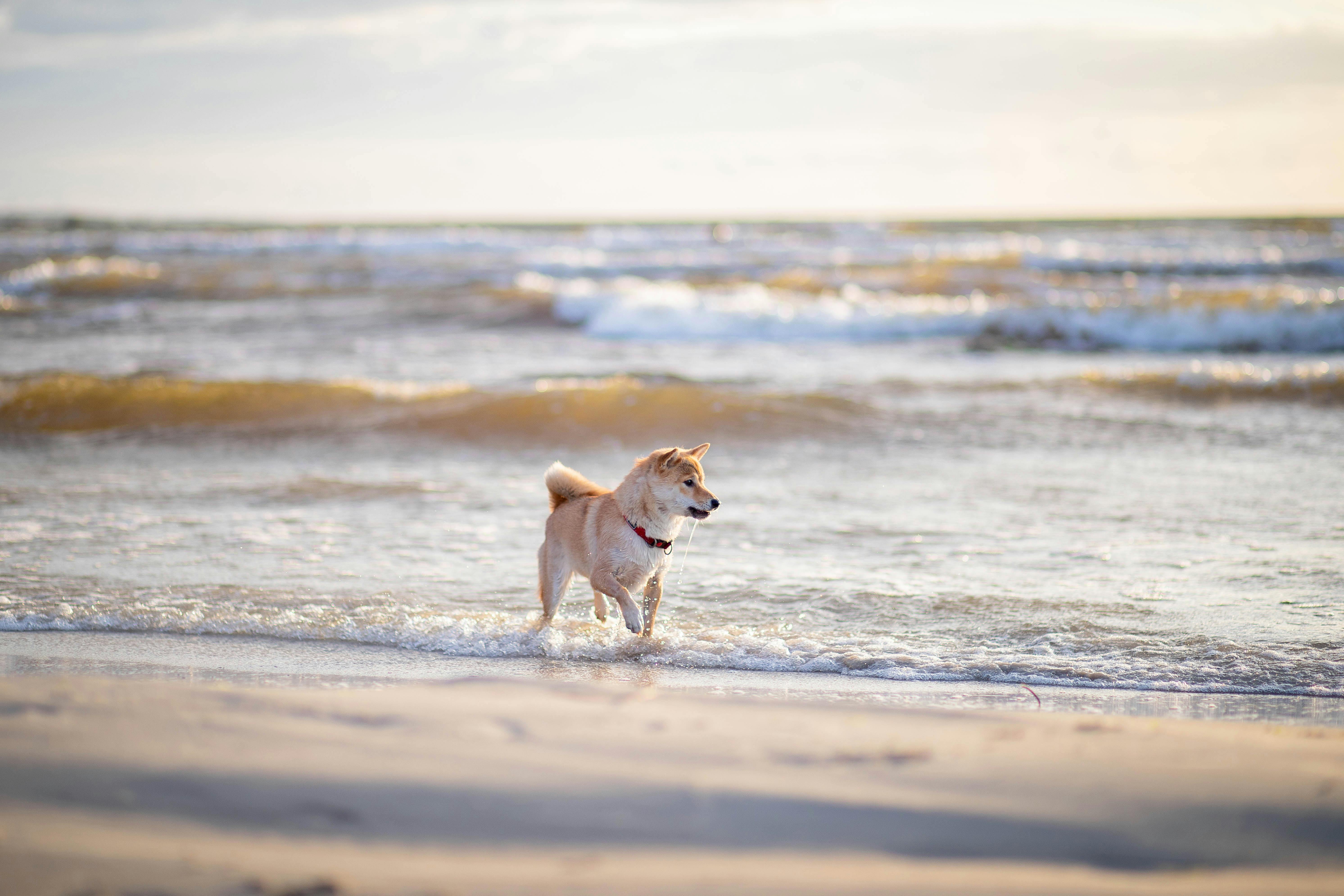 5970x3980 A Dog Running on the Beach · Free Stock ... Wallpaper