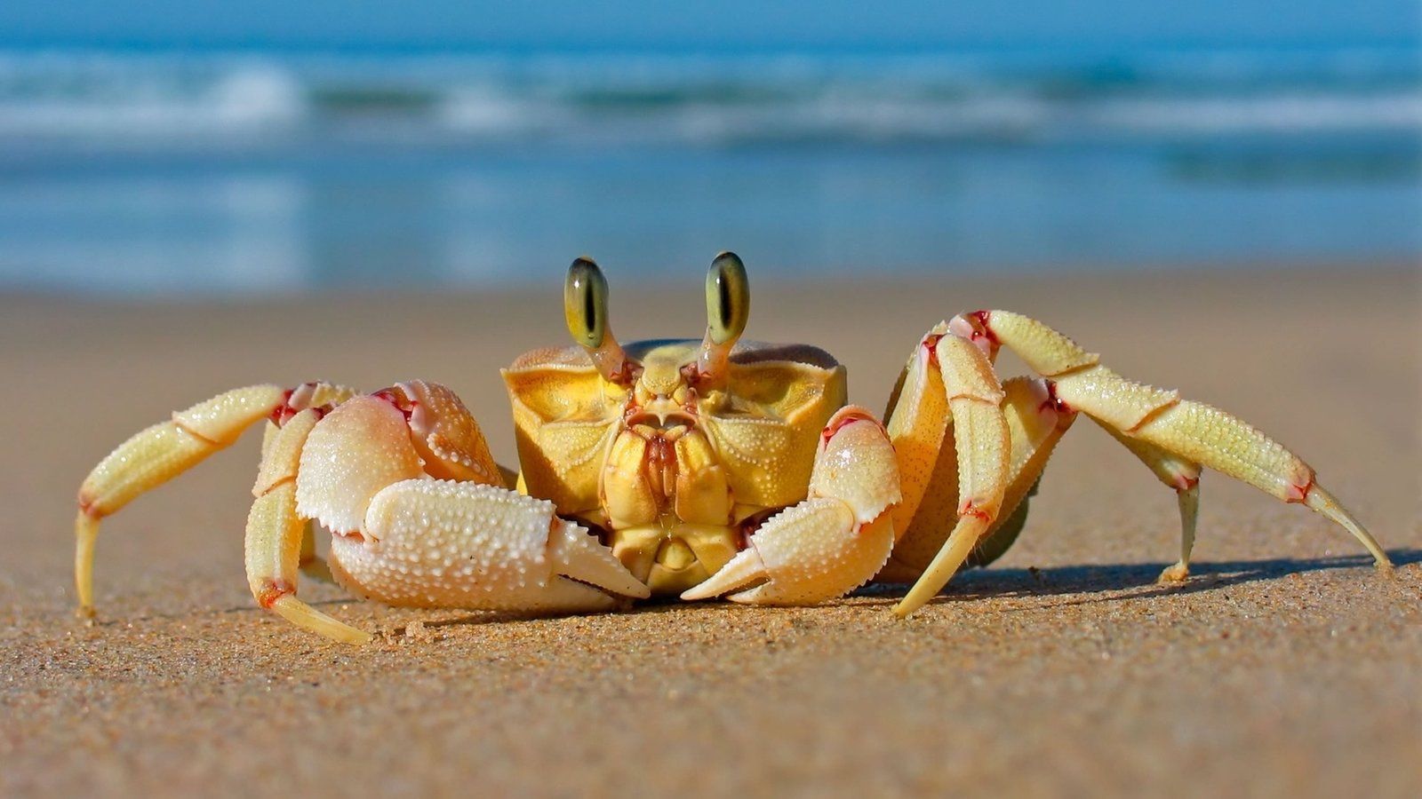 1600x900 Crab Beach Sand Sea Animals Wallpaper ... Wallpaper