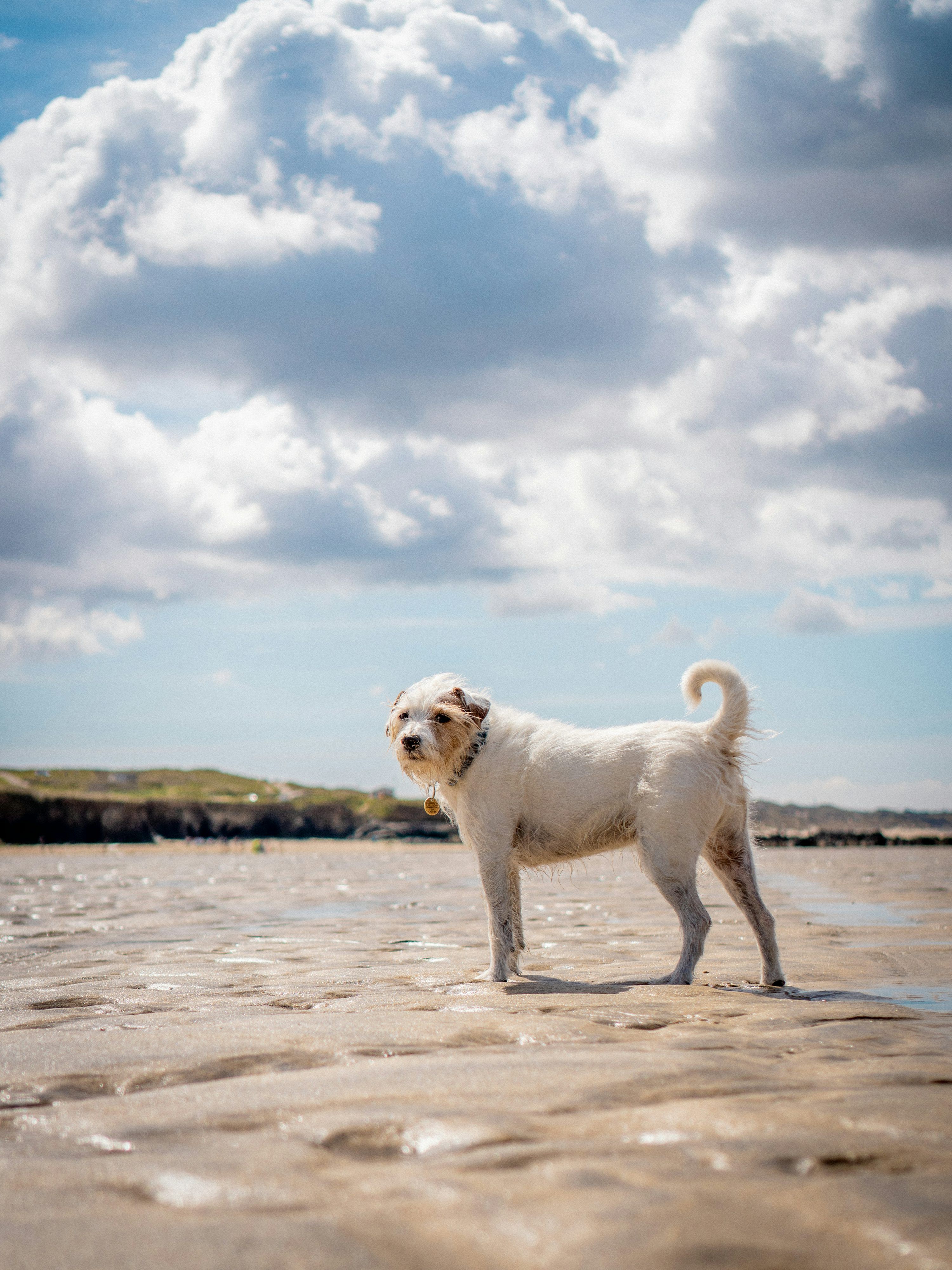 3000x4000 Dog On Beach Pictures | Download Free ... Wallpaper