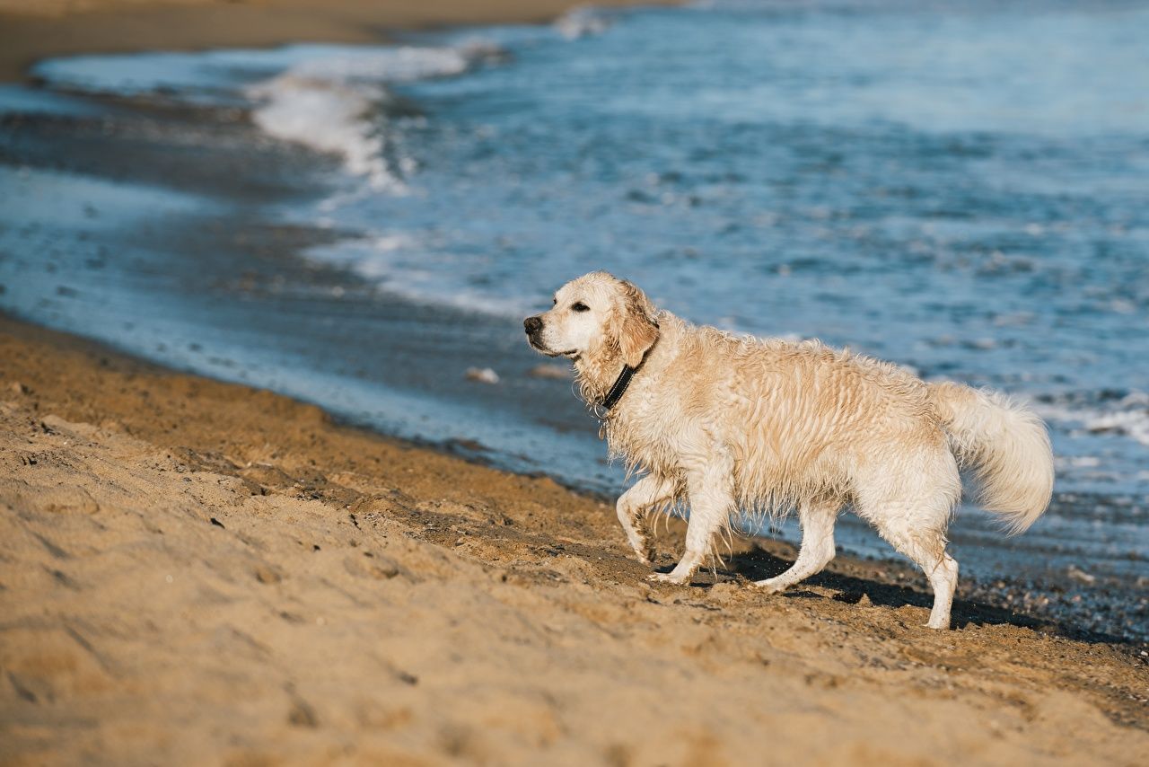 1280x854 Golden Retriever Dogs Bokeh Beach Sand ... Wallpaper