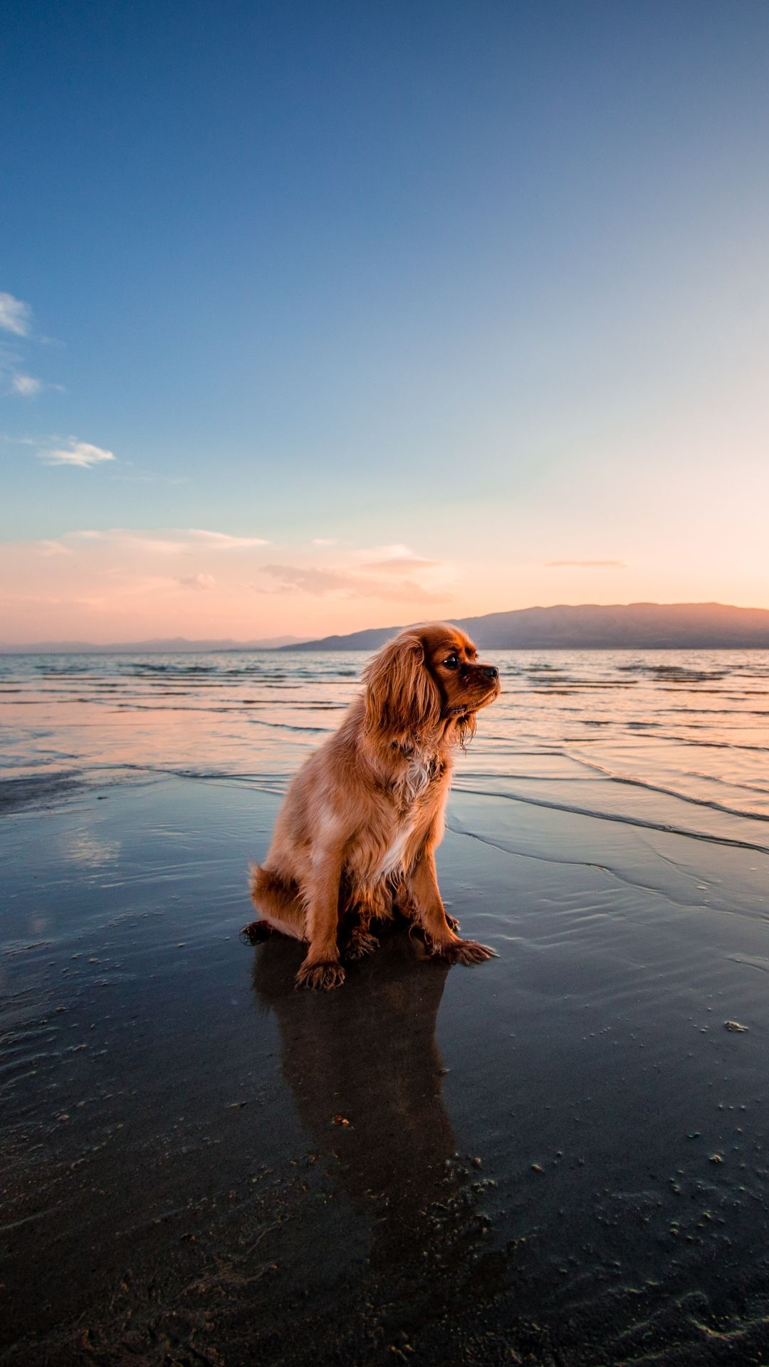 1080x1920 Mobile wallpaper: Dogs, Water, Beach ... Wallpaper