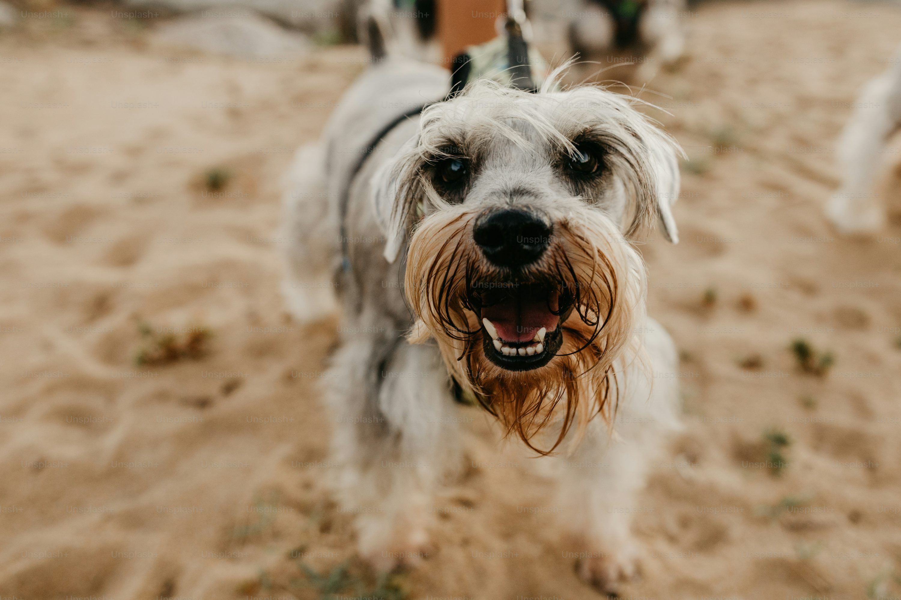 3000x2000 Dog On Beach Pictures | Download Free ... Wallpaper