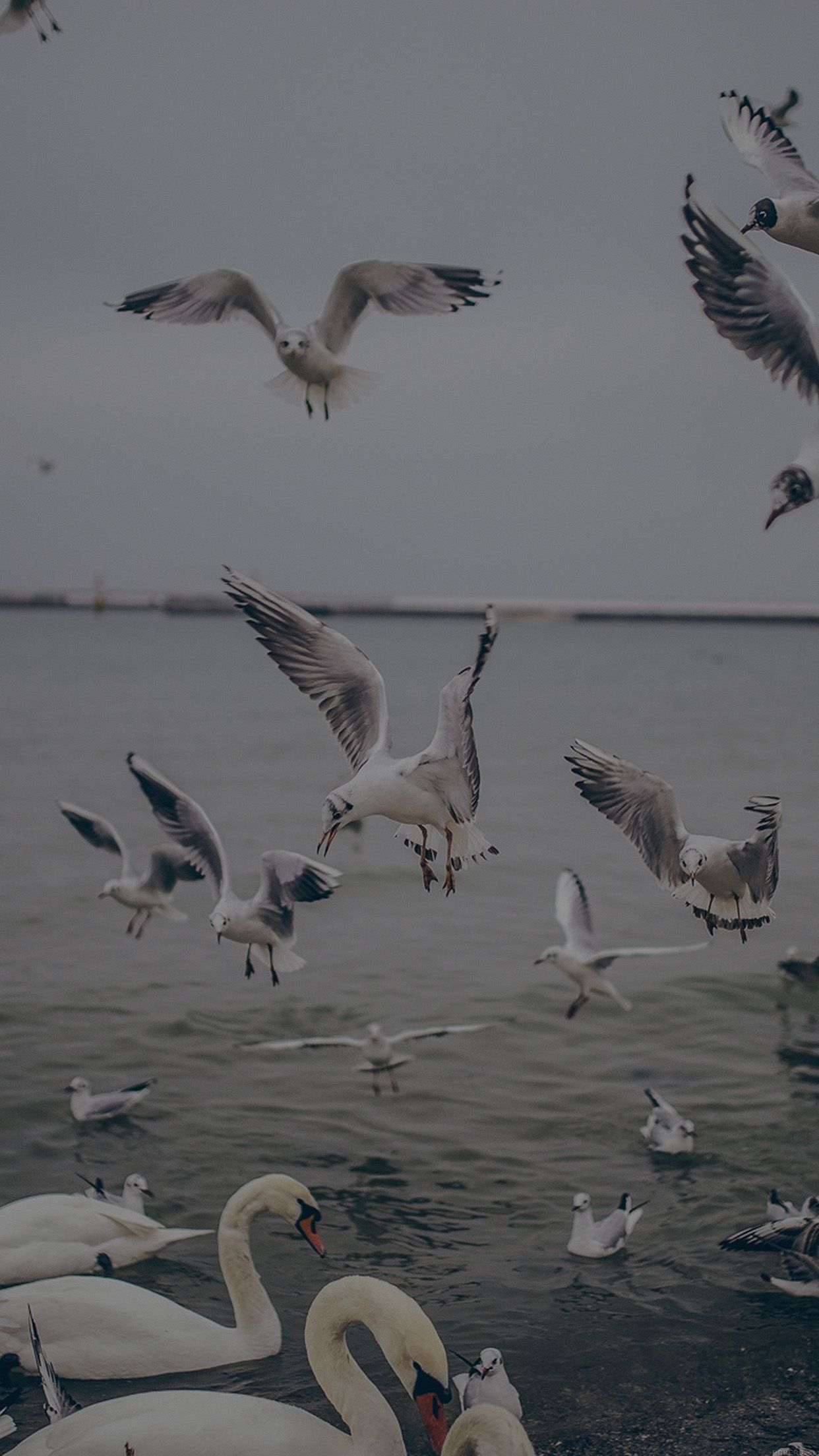 1242x2208 mp69-seagull-sea-beach-port-dark-nature ... Wallpaper