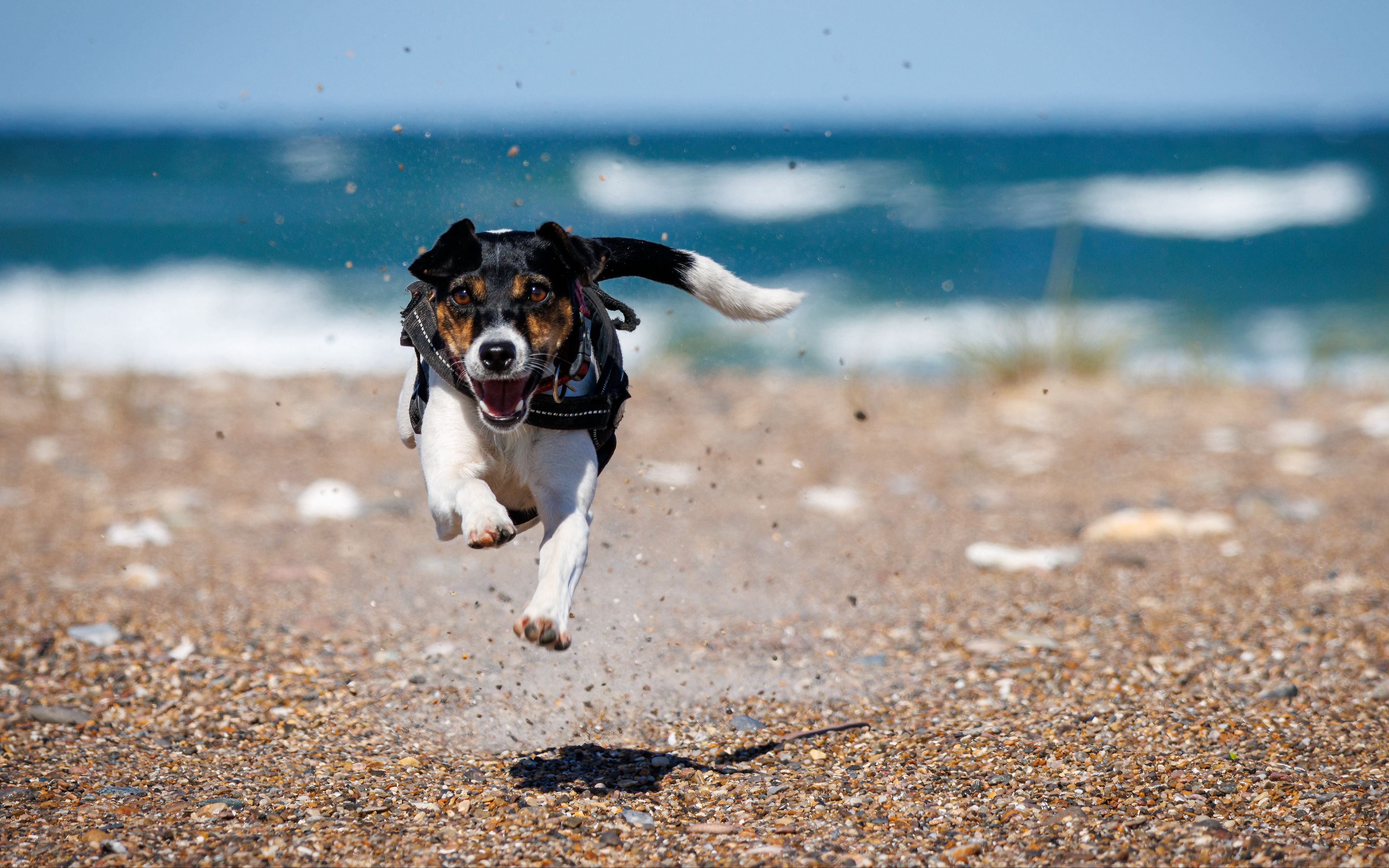 3840x2400 Dog running in the beach Wallpaper 4k ... Wallpaper