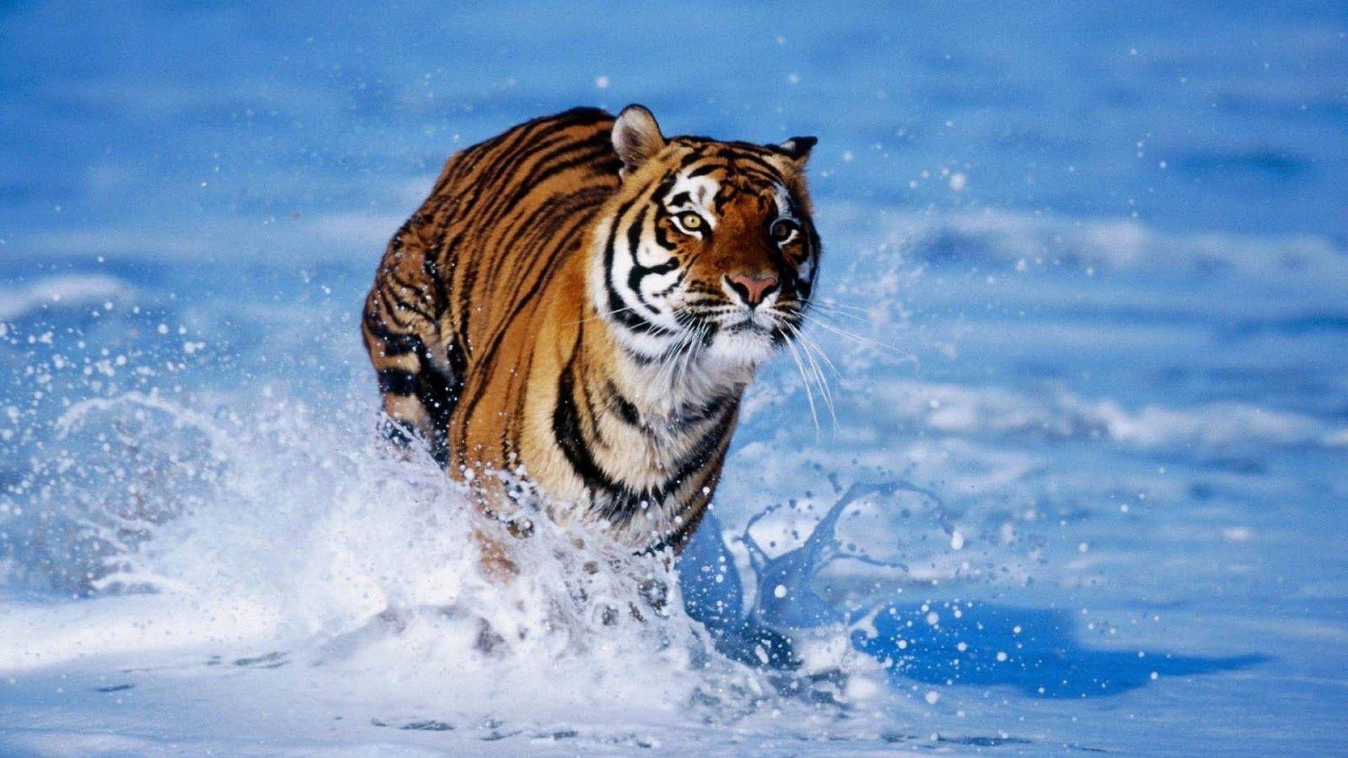 1920x1080 Wild Animal Tiger In Beach Wallpaper ... Wallpaper