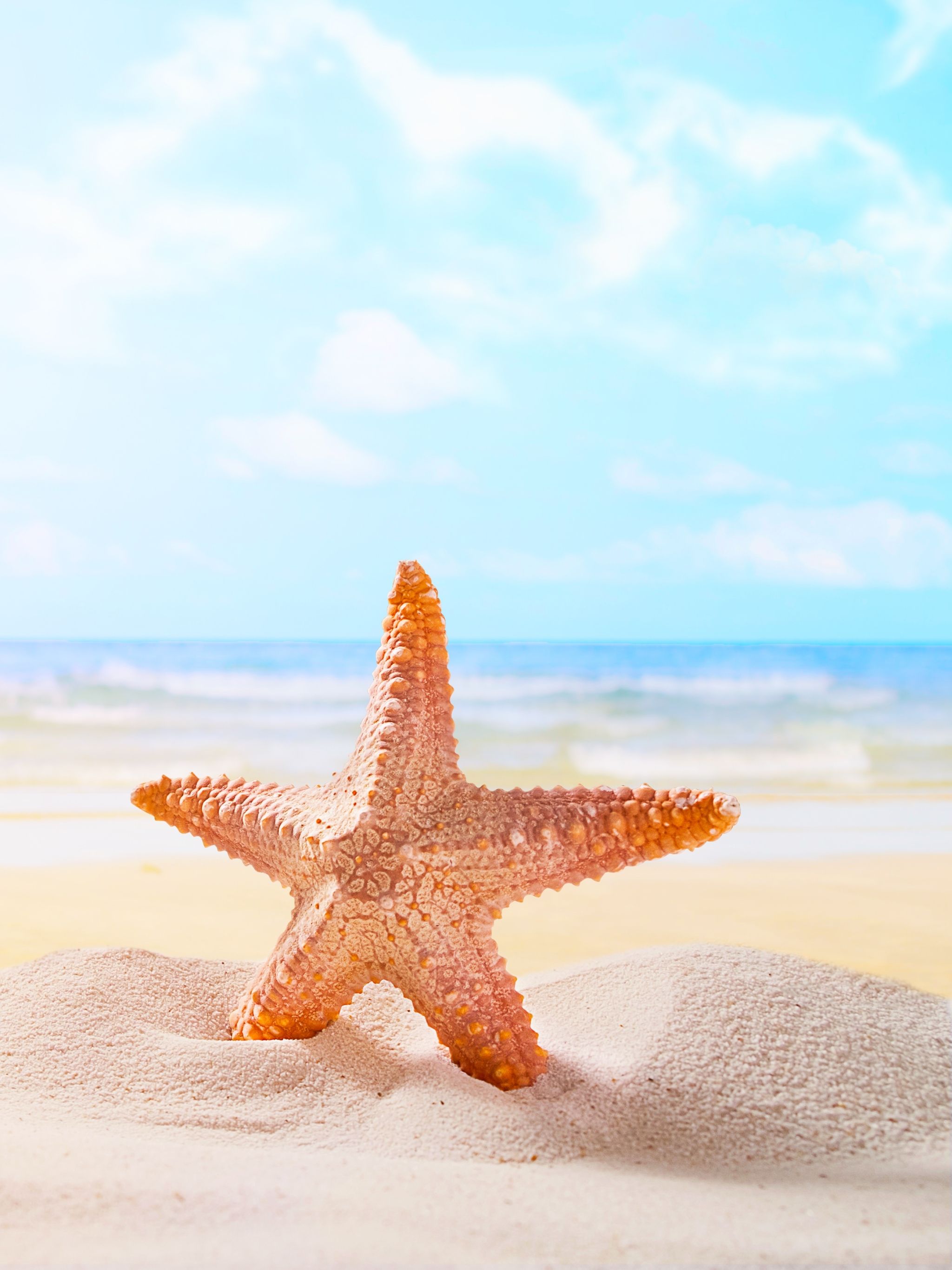 2048x2732 Beach, Sand, Starfish, Horizon, Animal ... Wallpaper