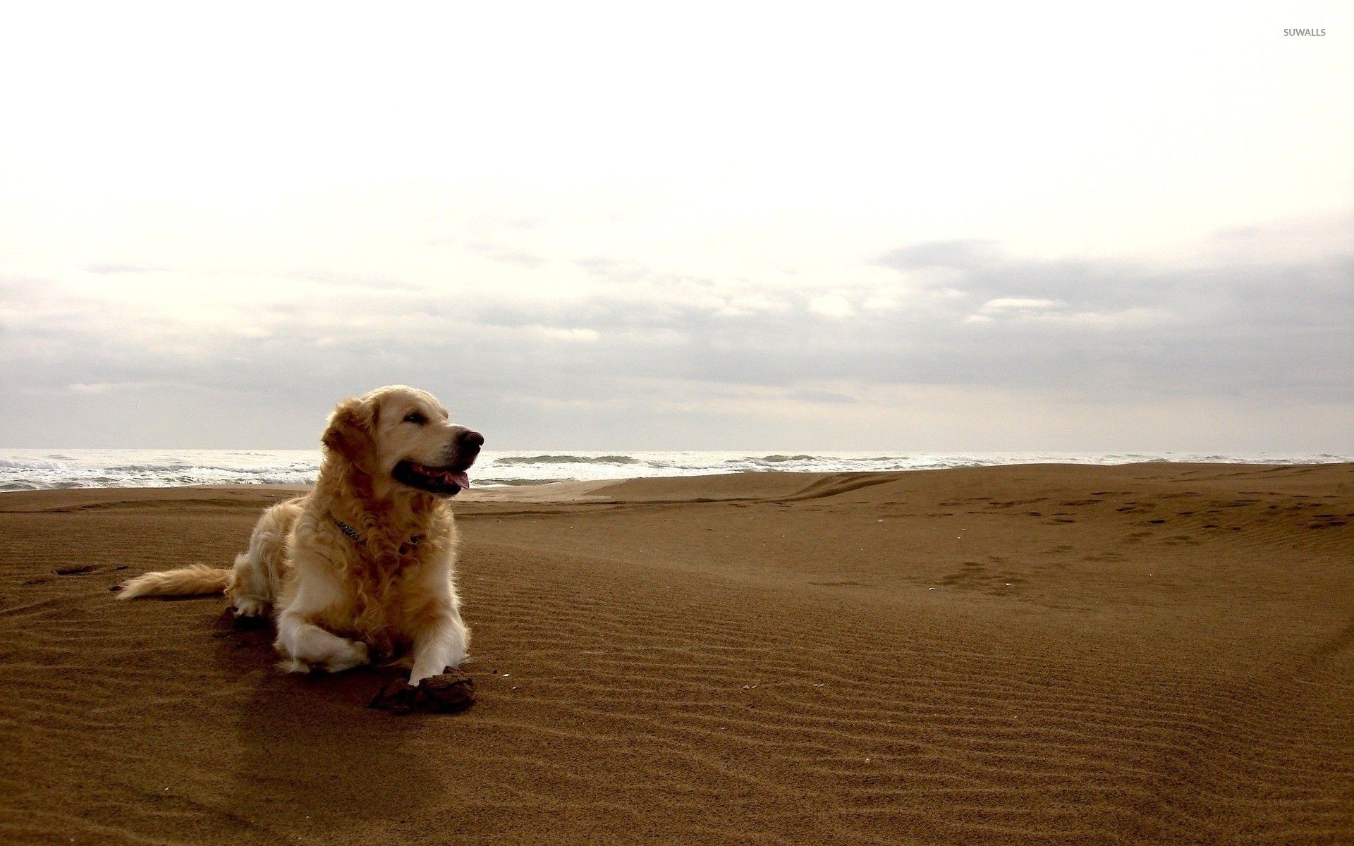 1920x1200 Golden retriever on a sandy beach ... Wallpaper