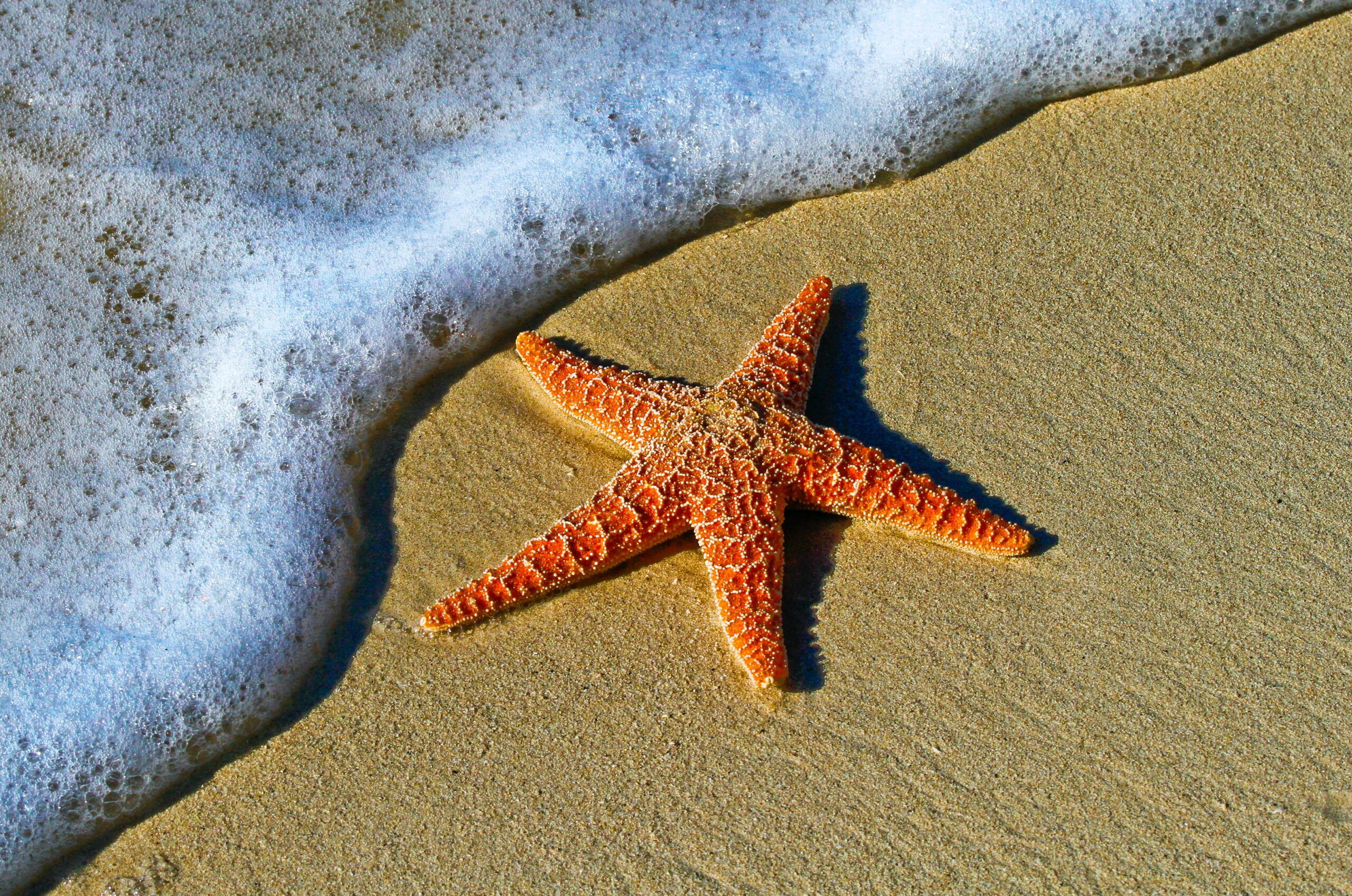 2560x1697 Starfish Beachside Wallpaper | High ... Wallpaper