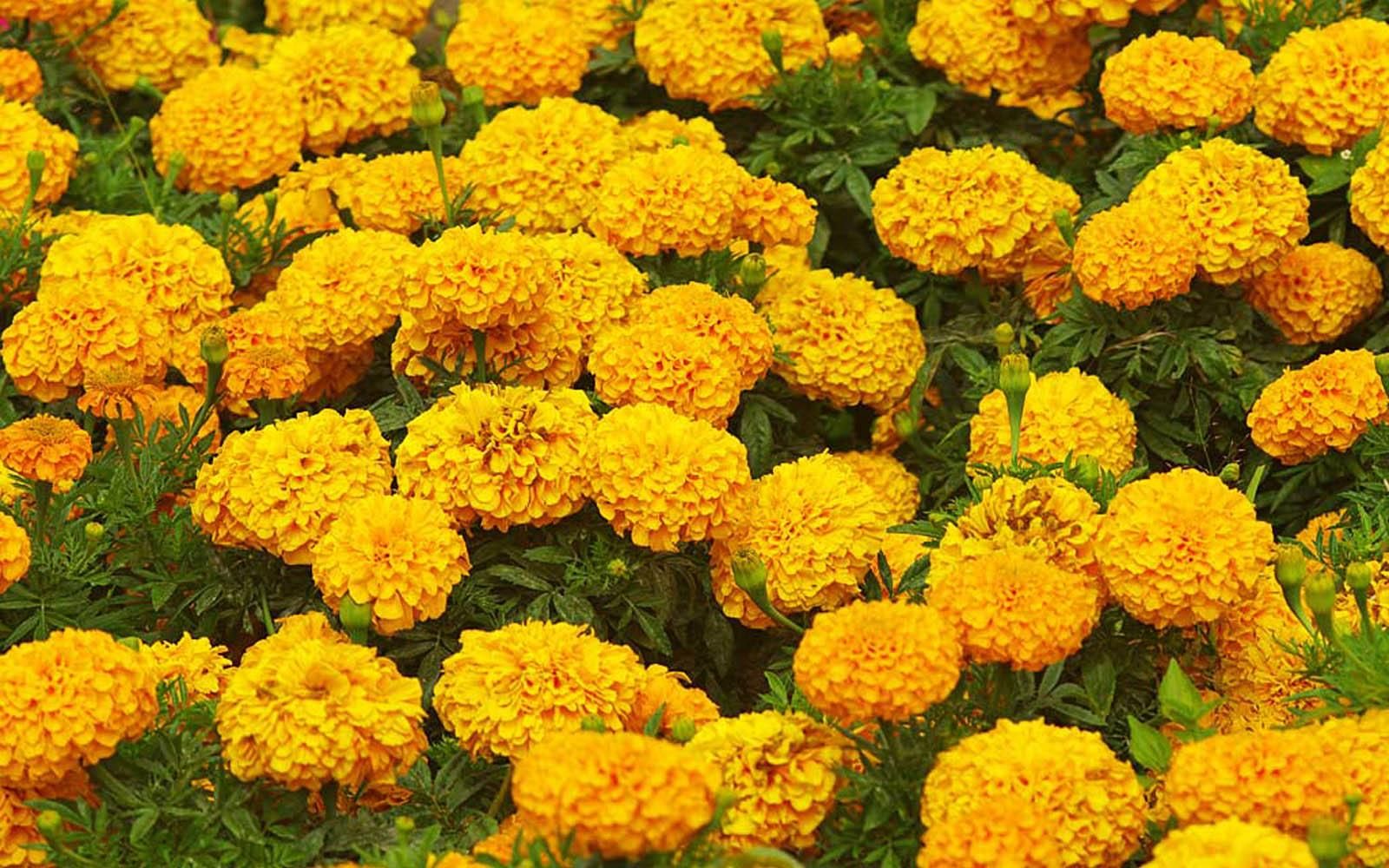 Marigold Flowers Wallpapers - 4k, HD Marigold Flowers Backgrounds on ...