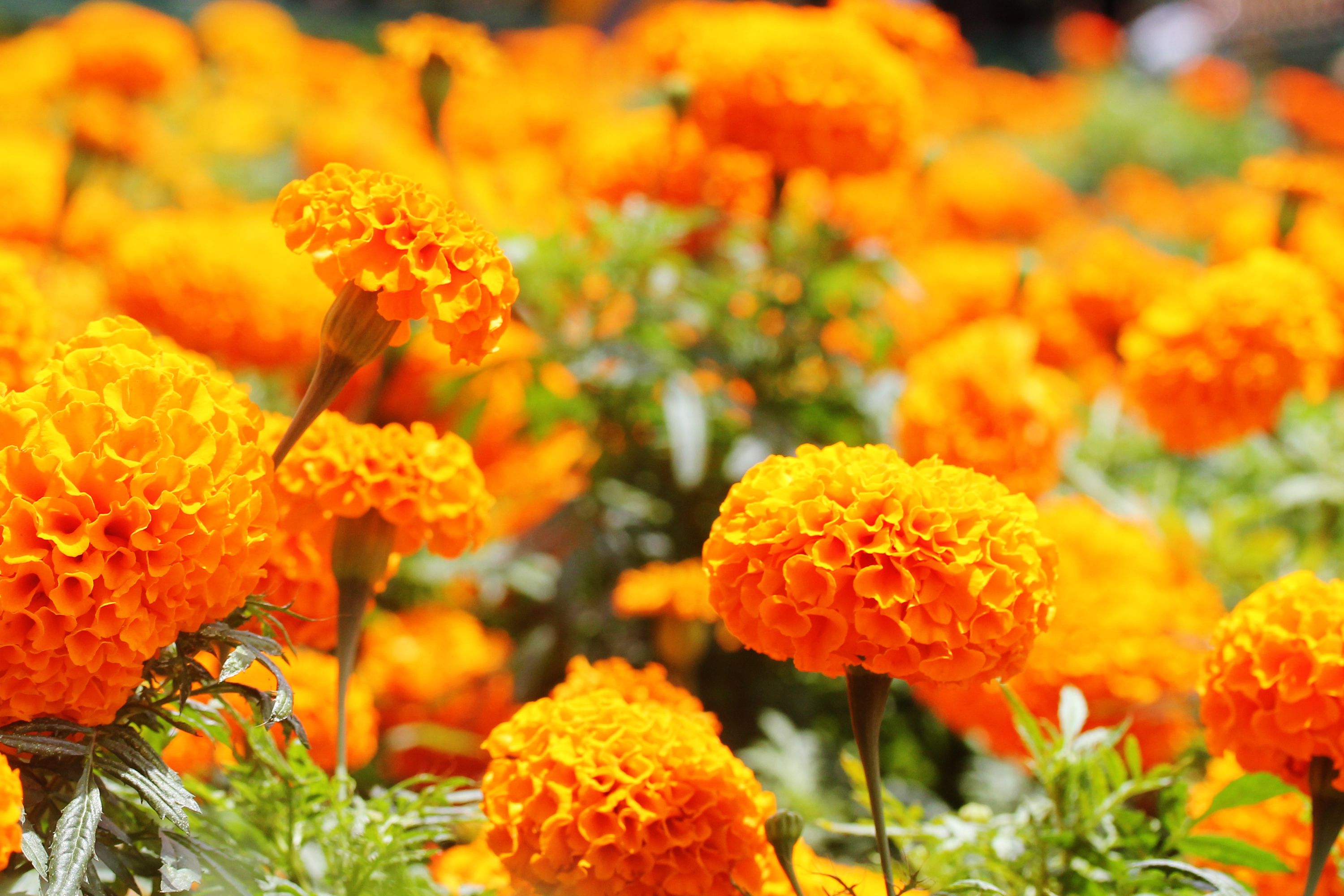 Marigold Flowers Wallpapers - 4k, HD Marigold Flowers Backgrounds on ...