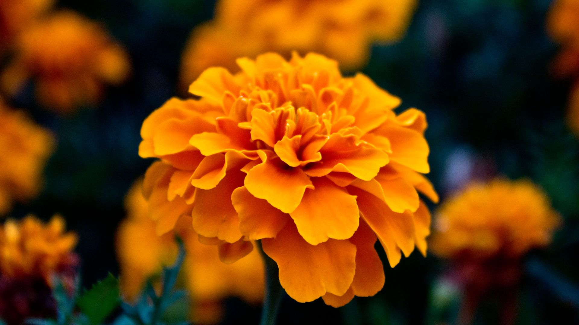 Marigold Flowers Wallpapers - 4k, HD Marigold Flowers Backgrounds on