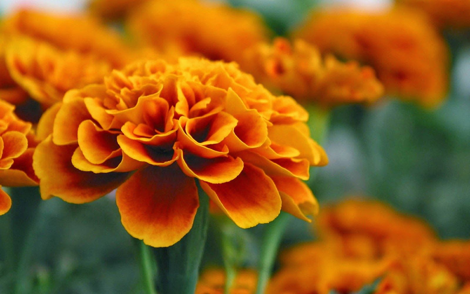 Marigold Flowers Wallpapers - 4k, HD Marigold Flowers Backgrounds on