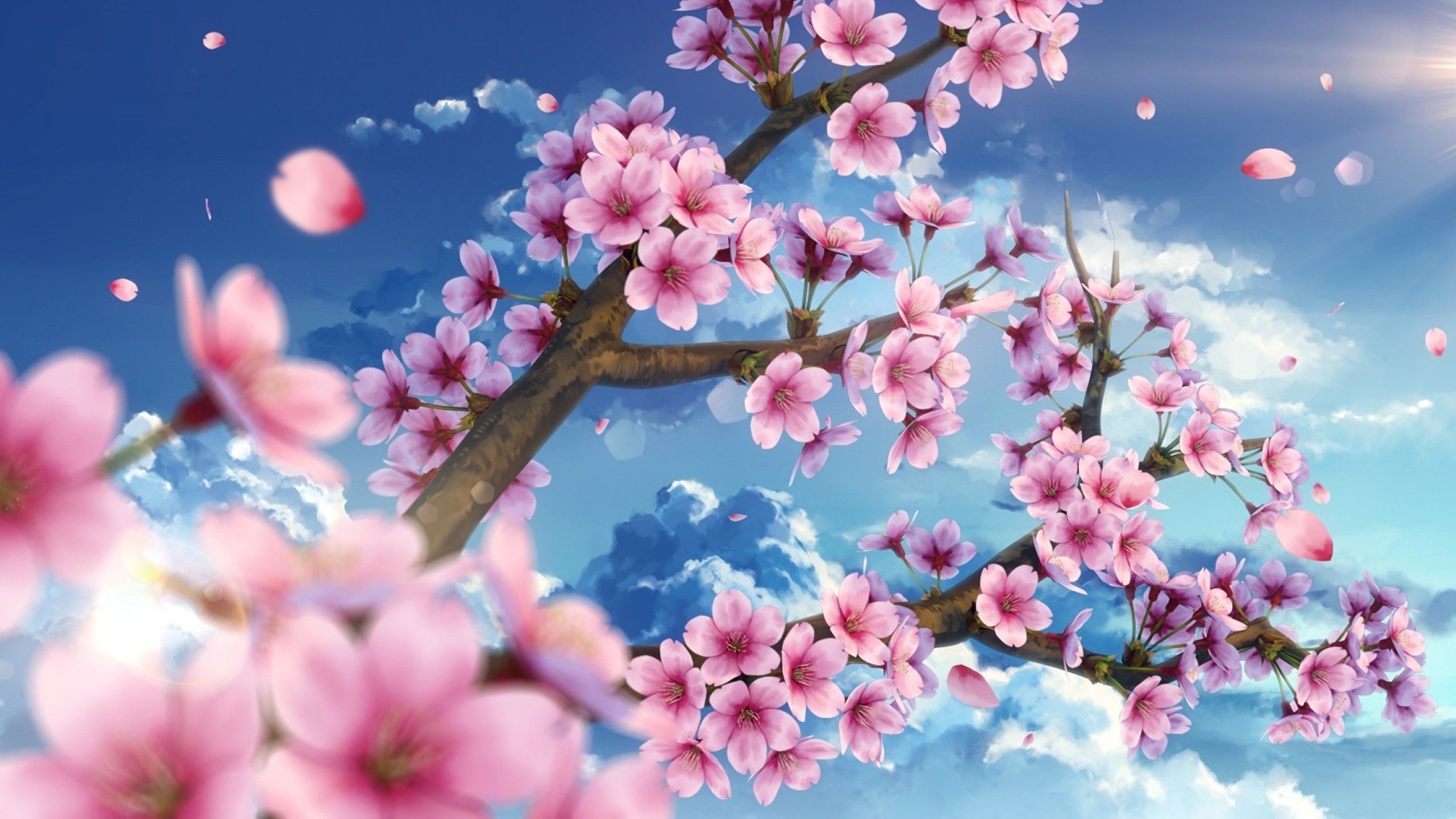 Cherry Blossom Wallpapers.