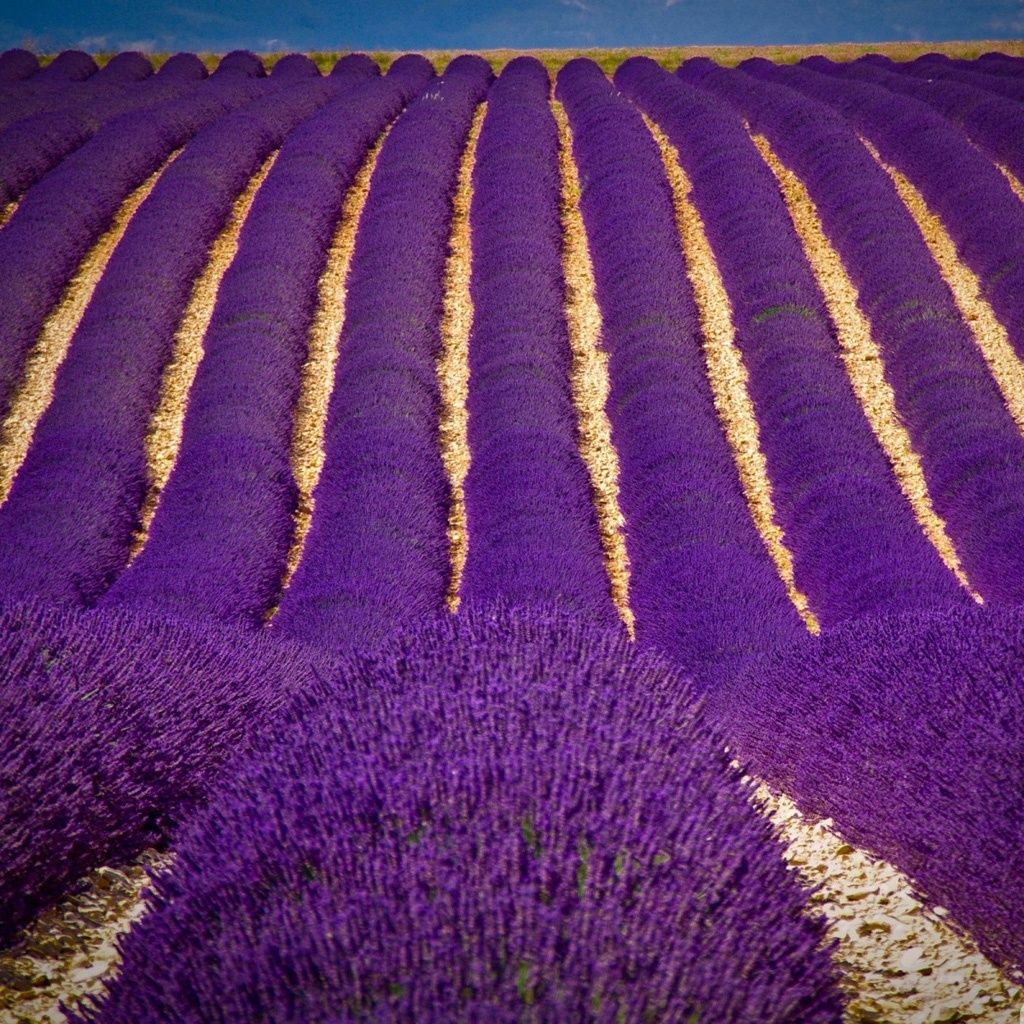 1024x1024 Lavender Fields Croatia - 1024x1024 Wallpaper - Ecopetit.cat Wallpaper