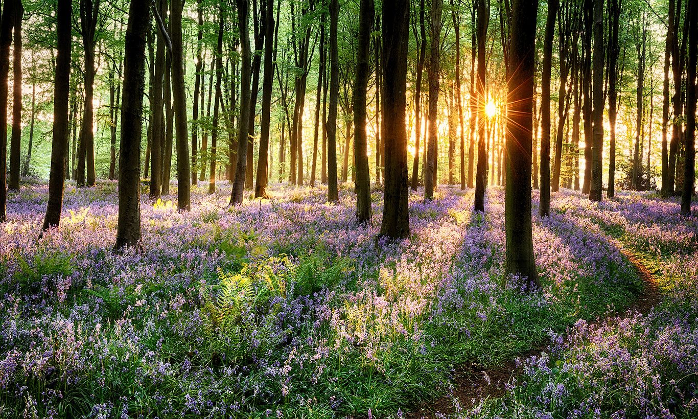 Spring Forest HD Wallpapers - 4k, HD Spring Forest Backgrounds on ...