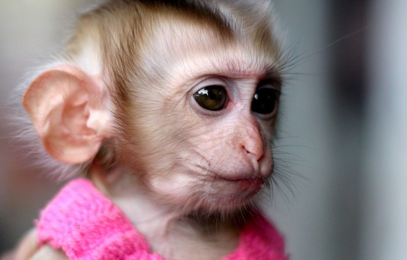 Pink Monkey Wallpapers - 4k, HD Pink Monkey Backgrounds on WallpaperBat