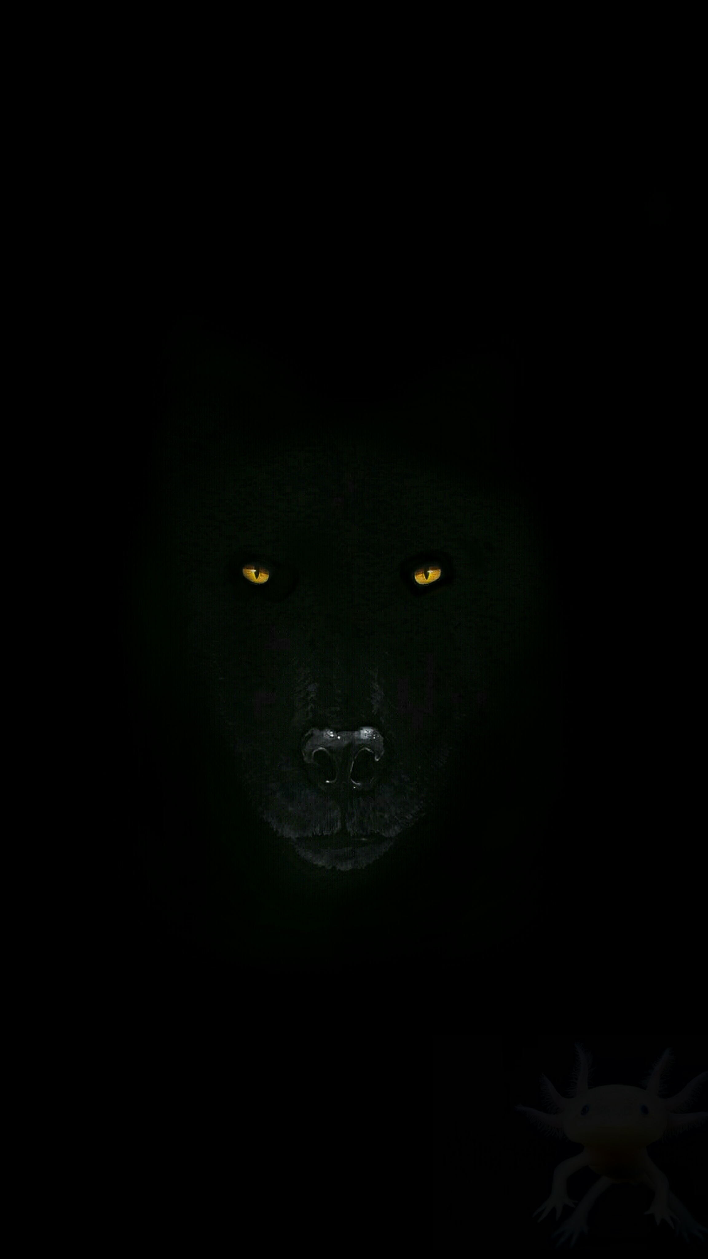 Black Wolf Wallpapers - 4k, HD Black Wolf Backgrounds on WallpaperBat