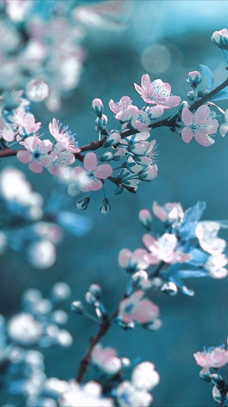 Cherry Blossom Flower Wallpapers - 4k, HD Cherry Blossom Flower ...