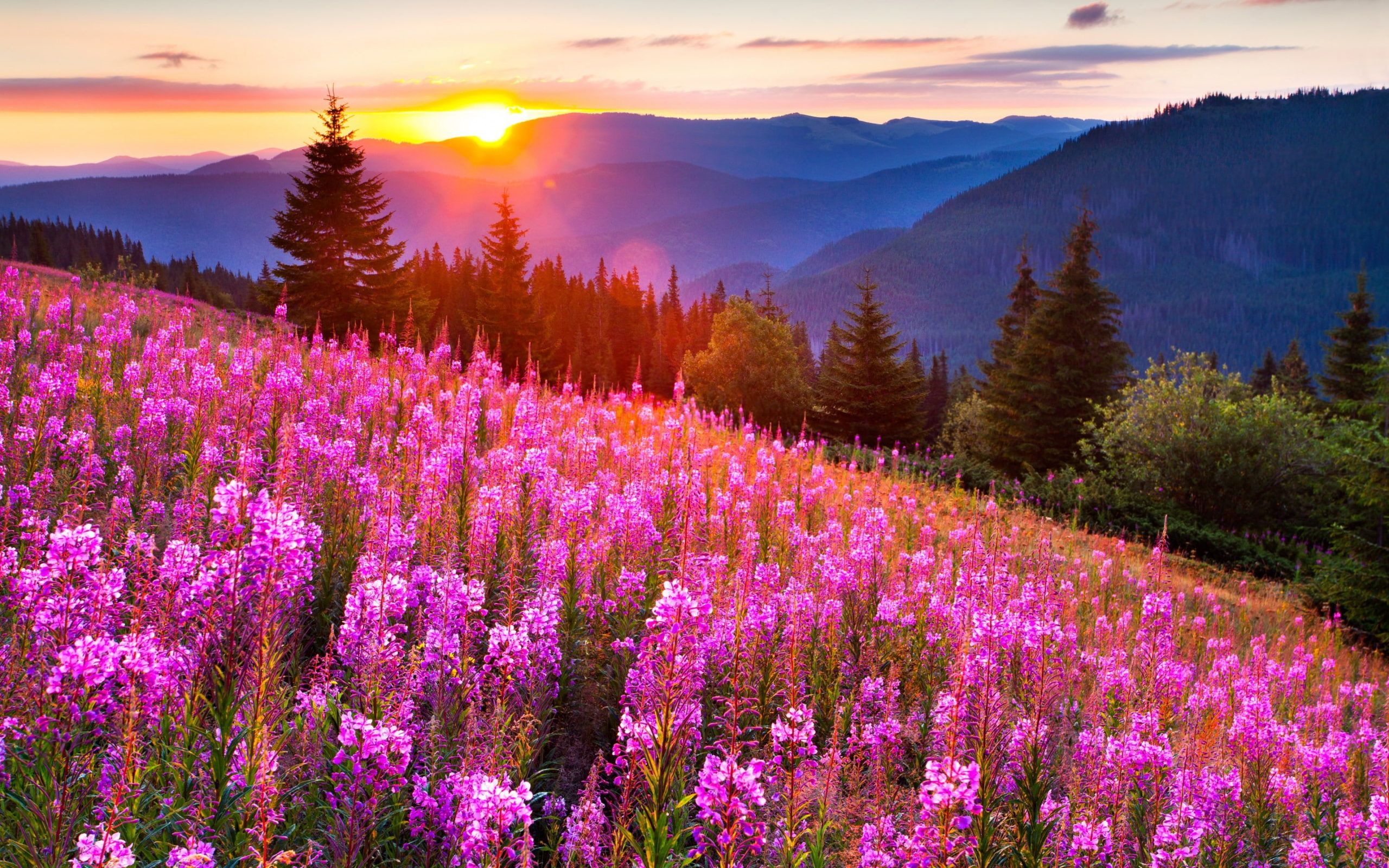 Flowers Sunset Wallpapers - 4k, HD Flowers Sunset Backgrounds on ...