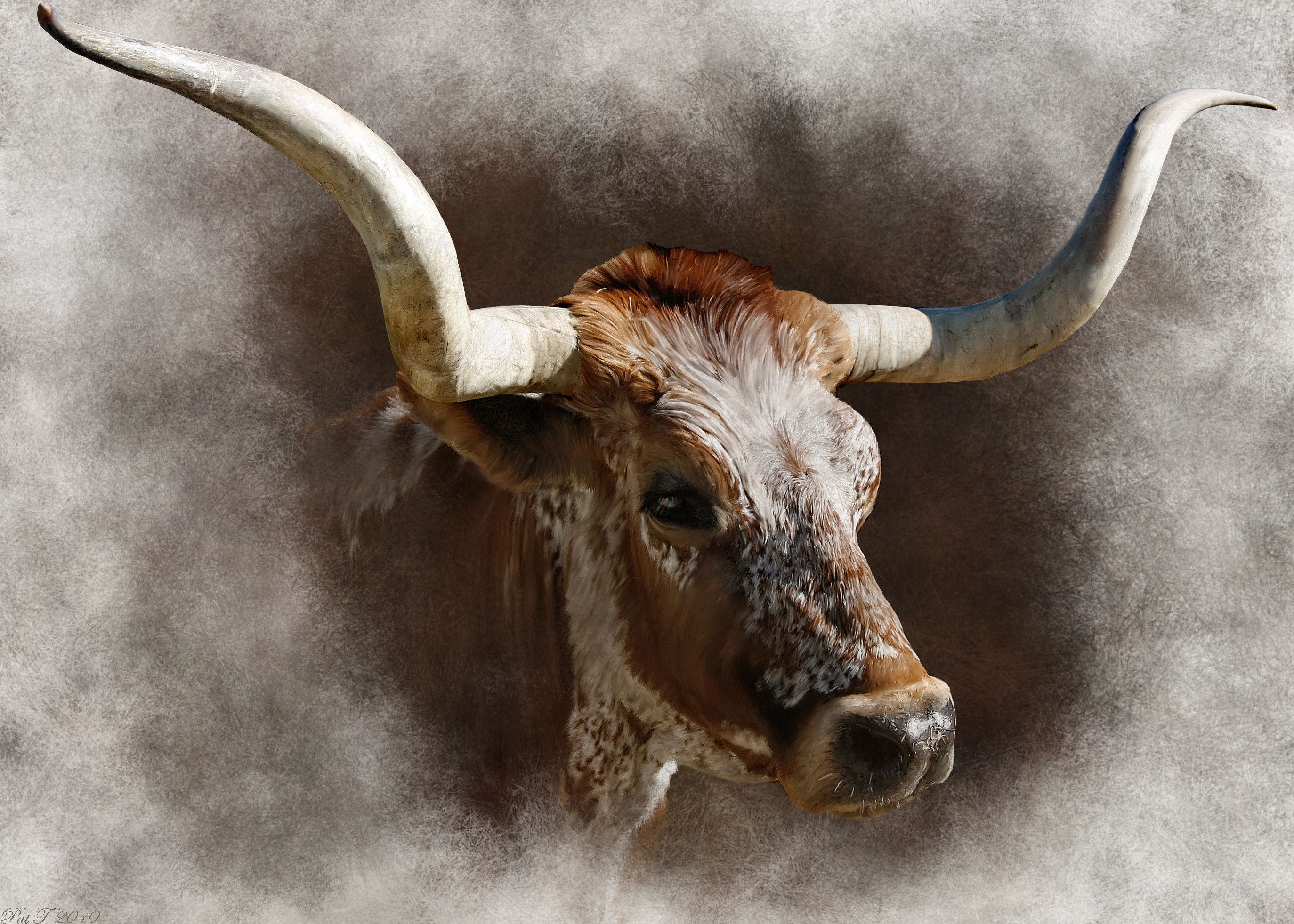 Funny Texas Longhorn Desktop Wallpapers - 4k, HD Funny Texas Longhorn ...