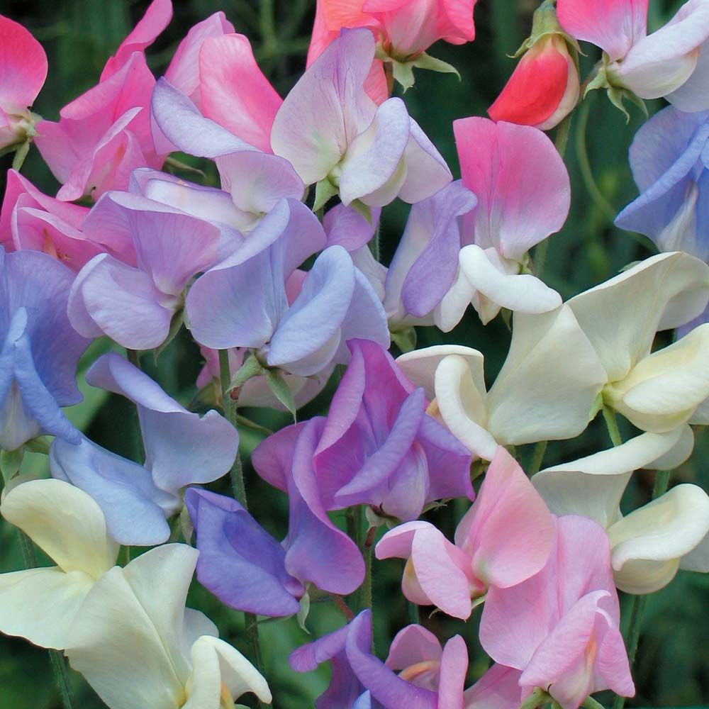 Sweet Pea HD Wallpapers - 4k, HD Sweet Pea Backgrounds on WallpaperBat