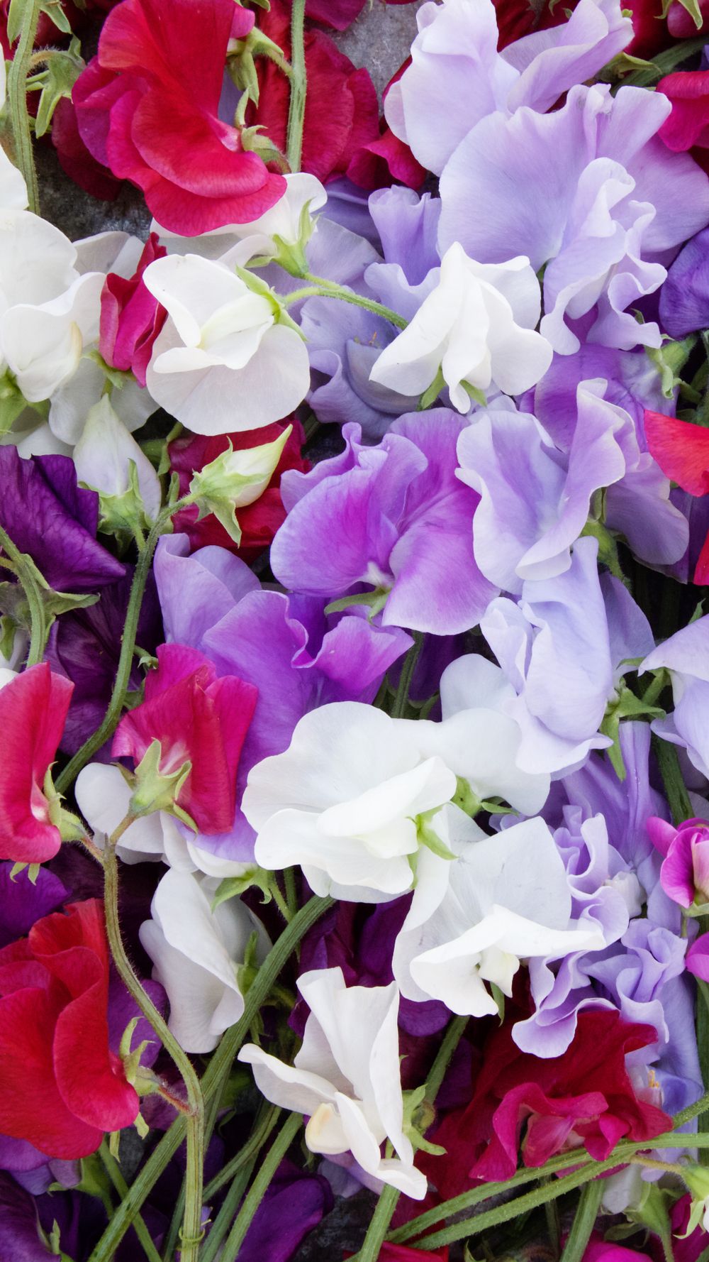 Sweet Pea HD Wallpapers - 4k, HD Sweet Pea Backgrounds on WallpaperBat