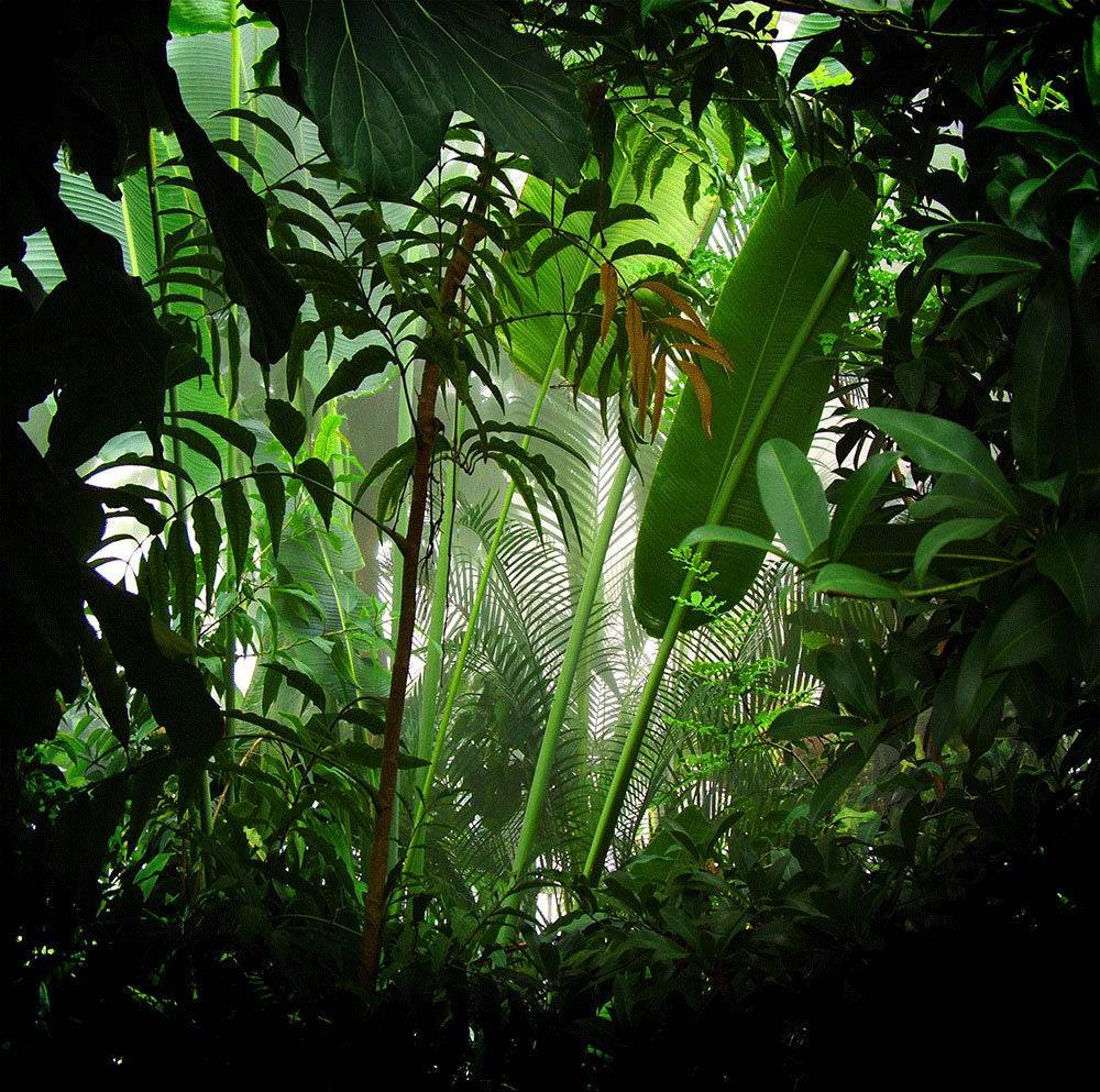 Rain Forest Wallpapers - 4k, HD Rain Forest Backgrounds on WallpaperBat