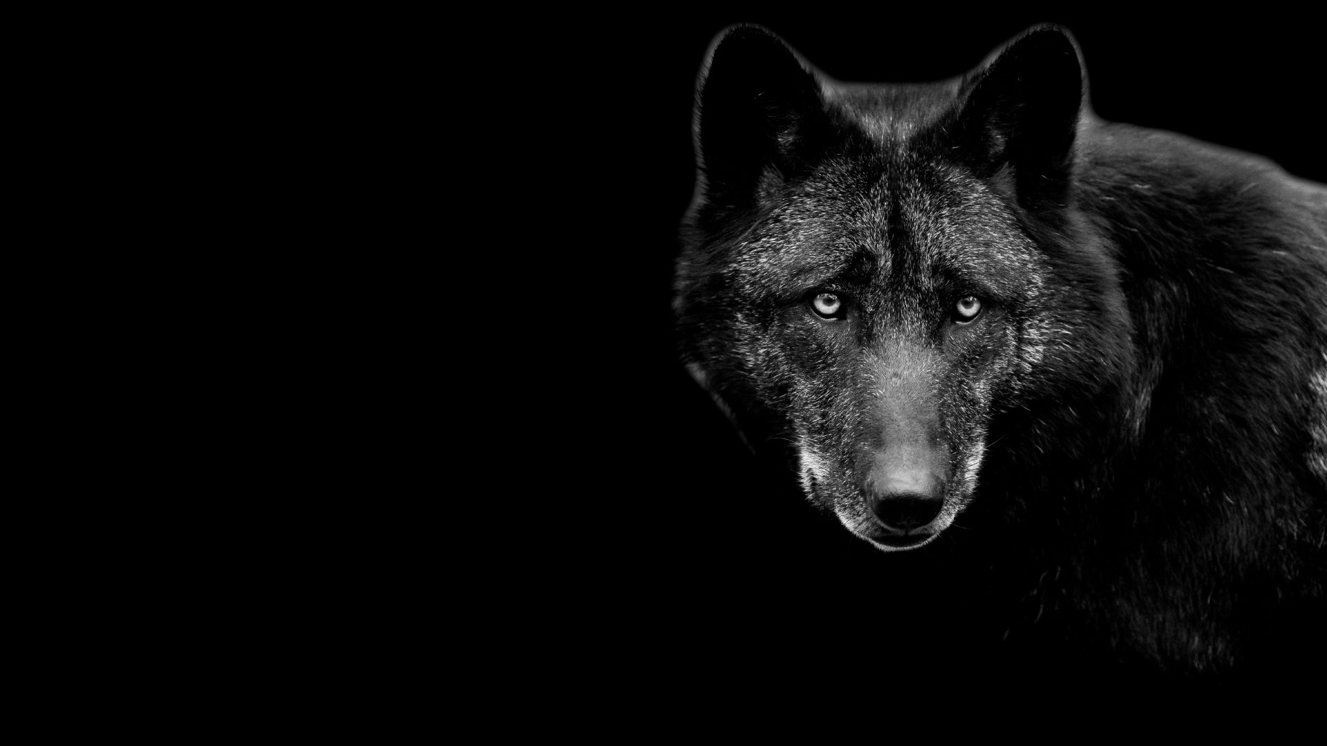 Dark Wolf Tiger Wallpapers - 4k, HD Dark Wolf Tiger Backgrounds on ...