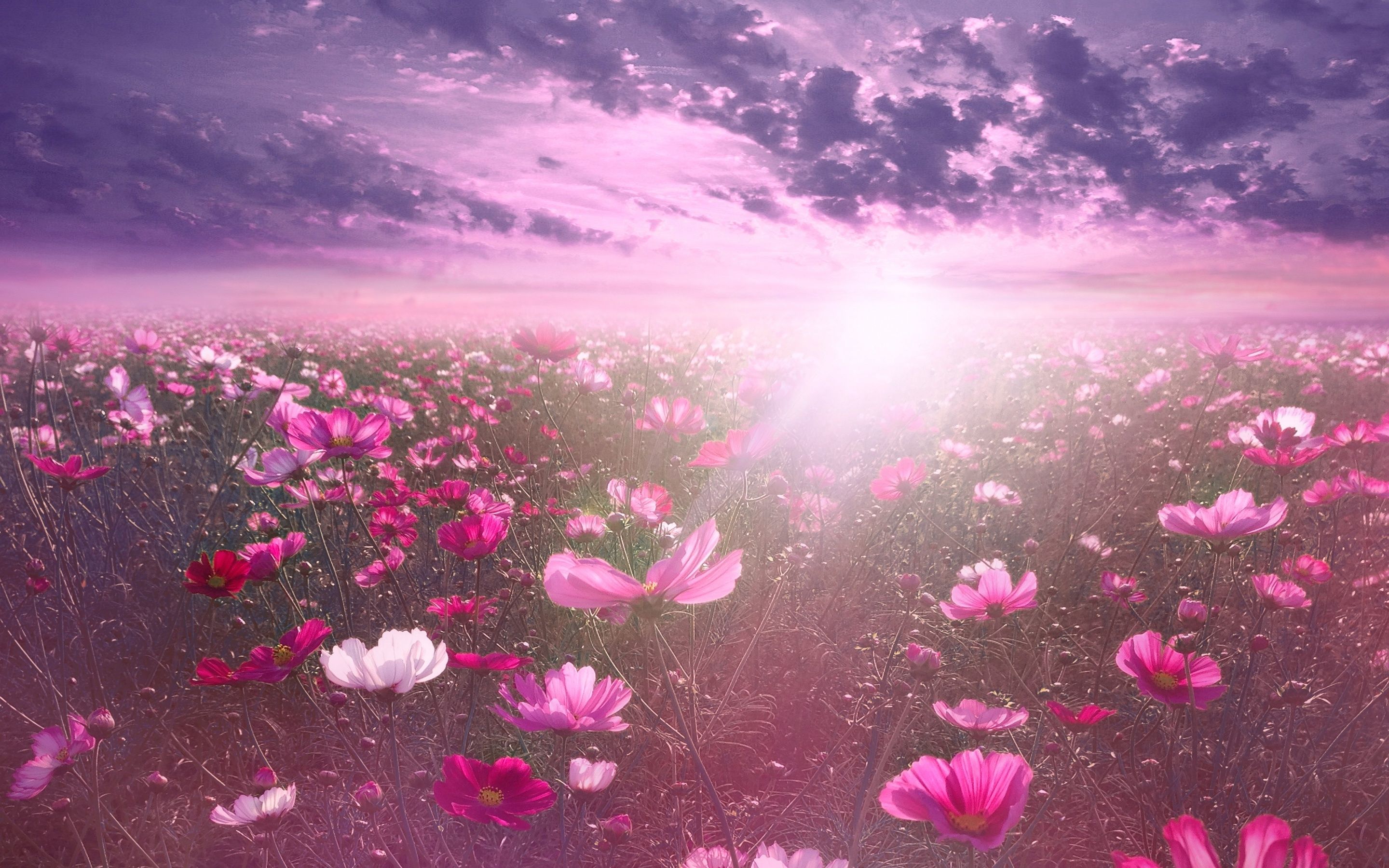 Sunrise Pink Wallpapers - 4k, HD Sunrise Pink Backgrounds on WallpaperBat