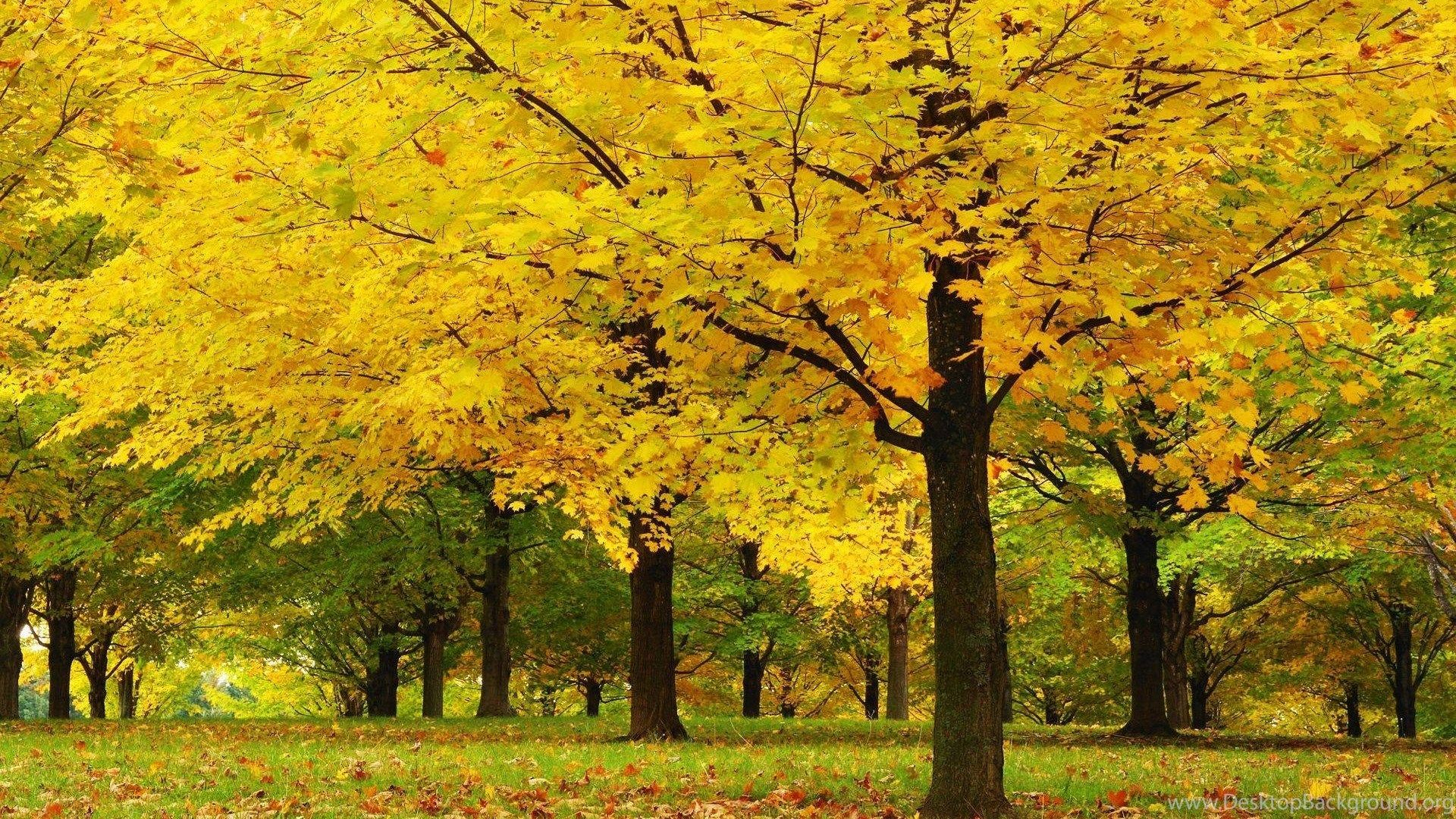 Yellow Tree Wallpapers - 4k, HD Yellow Tree Backgrounds on WallpaperBat