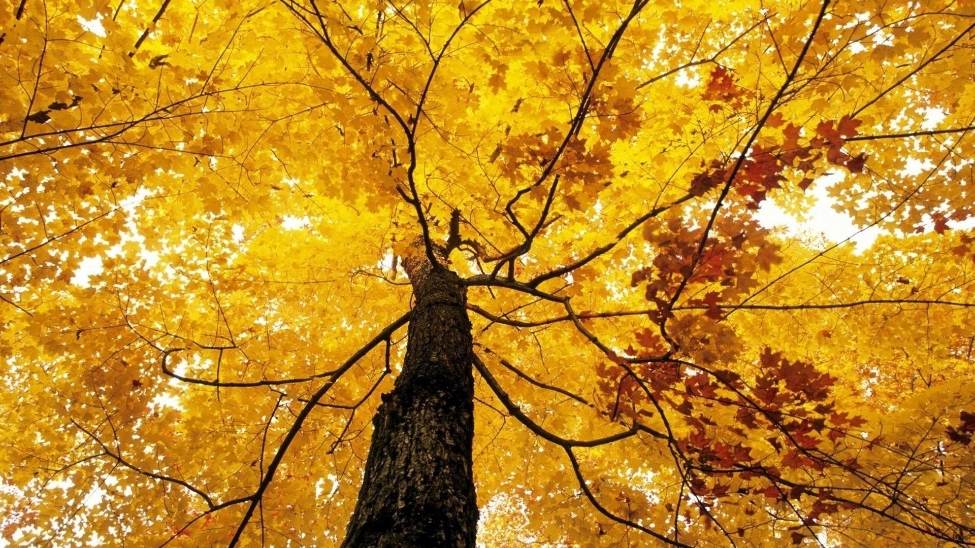 Yellow Tree Wallpapers - 4k, HD Yellow Tree Backgrounds on WallpaperBat