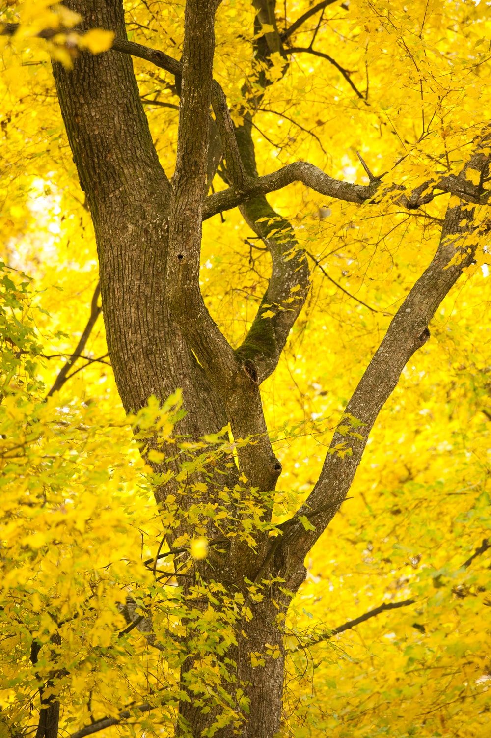 Yellow Tree Wallpapers - 4k, HD Yellow Tree Backgrounds on WallpaperBat