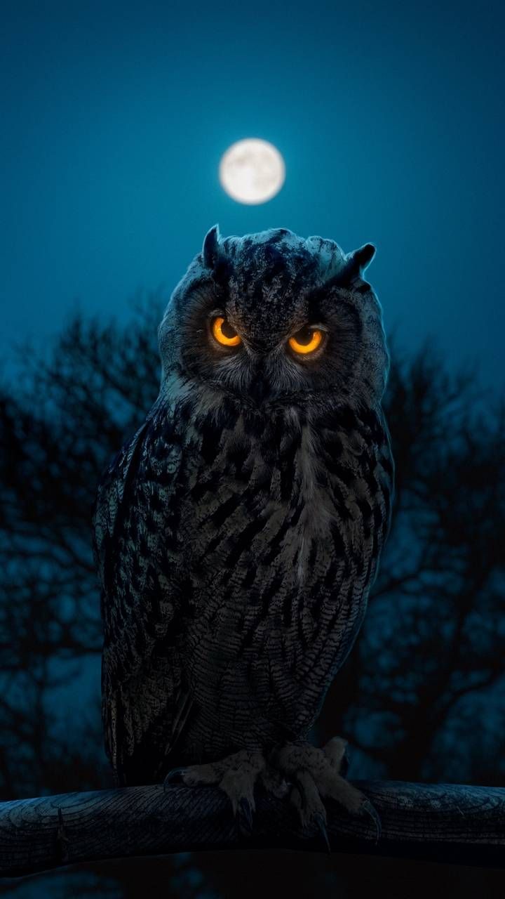 Angry Owl Wallpapers - 4k, HD Angry Owl Backgrounds on WallpaperBat