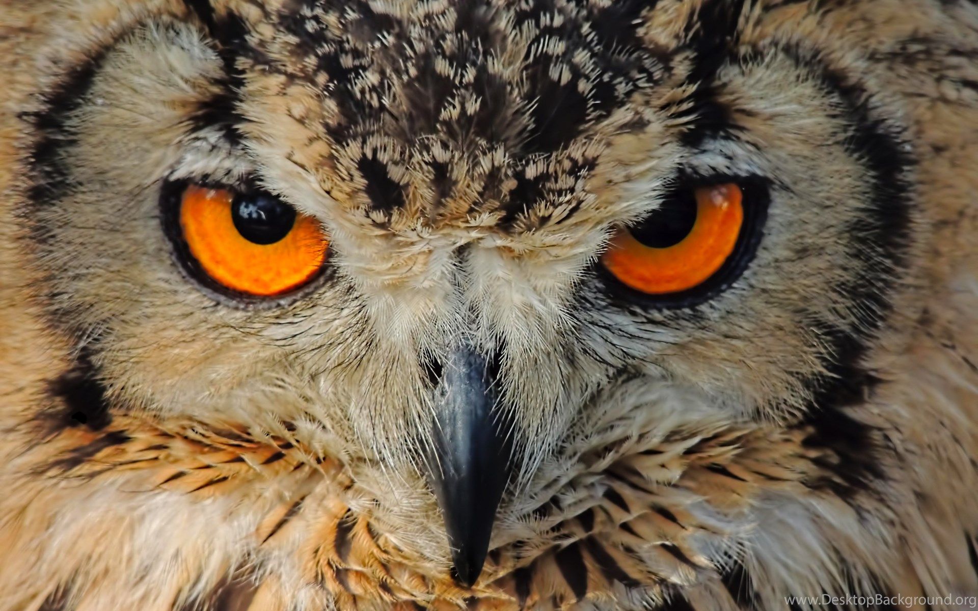 Angry Owl Wallpapers - 4k, HD Angry Owl Backgrounds on WallpaperBat